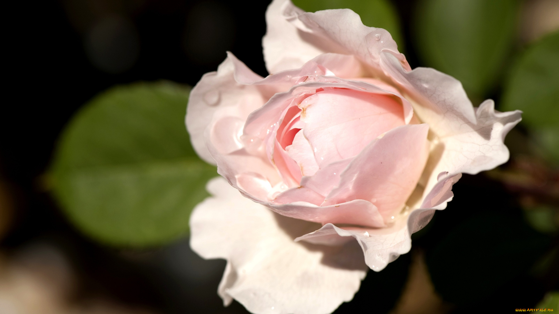 цветы, розы, бледно-розовый