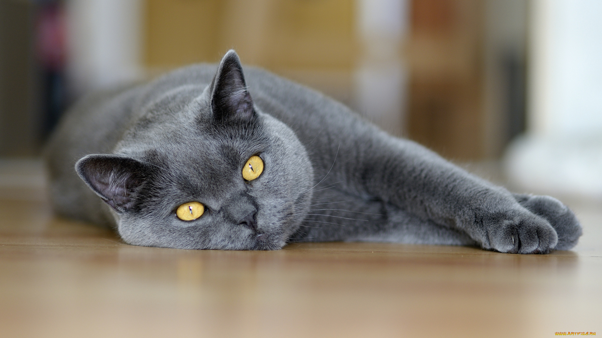 животные, коты, кошка, взгляд