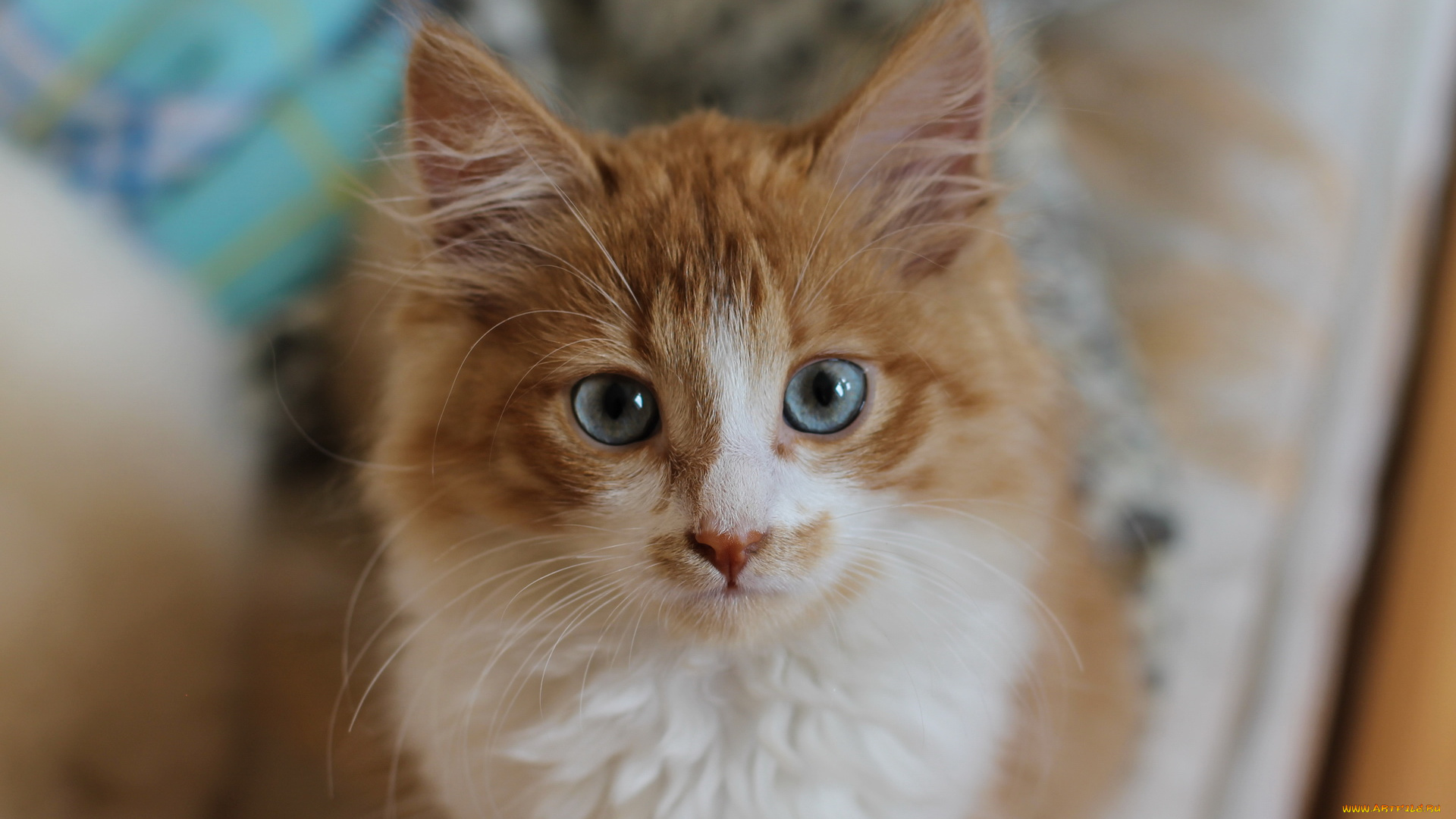 животные, коты, кот