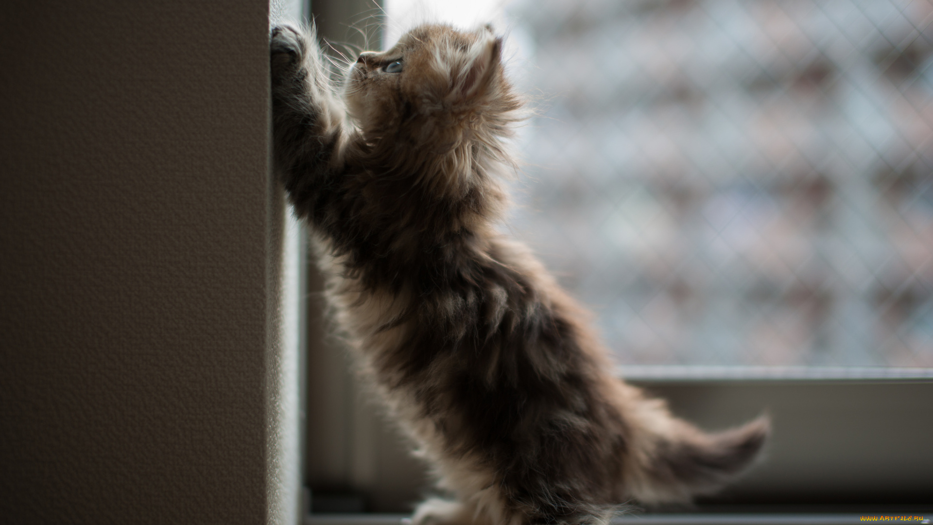 животные, коты, котёнок