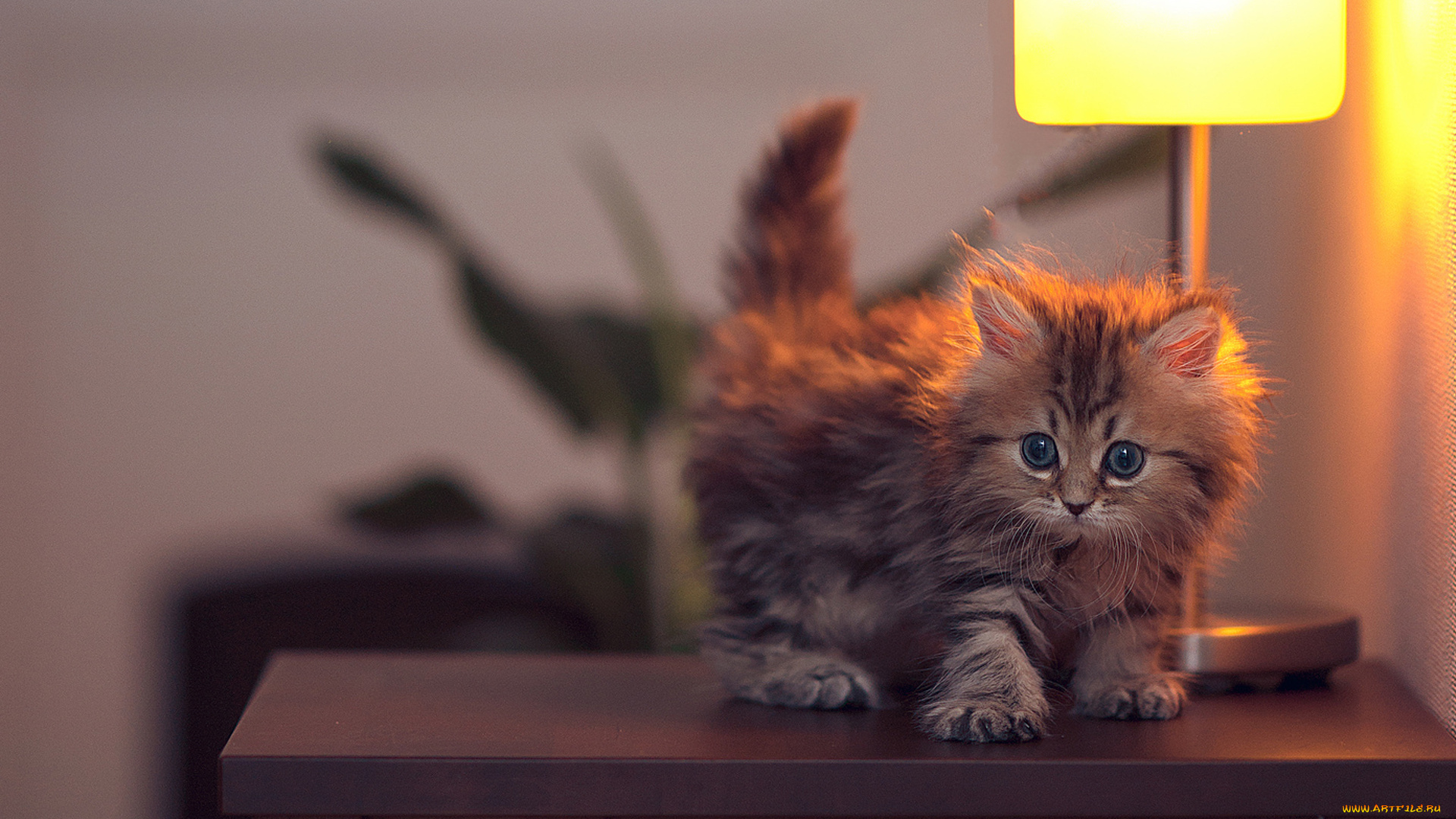 животные, коты, котёнок