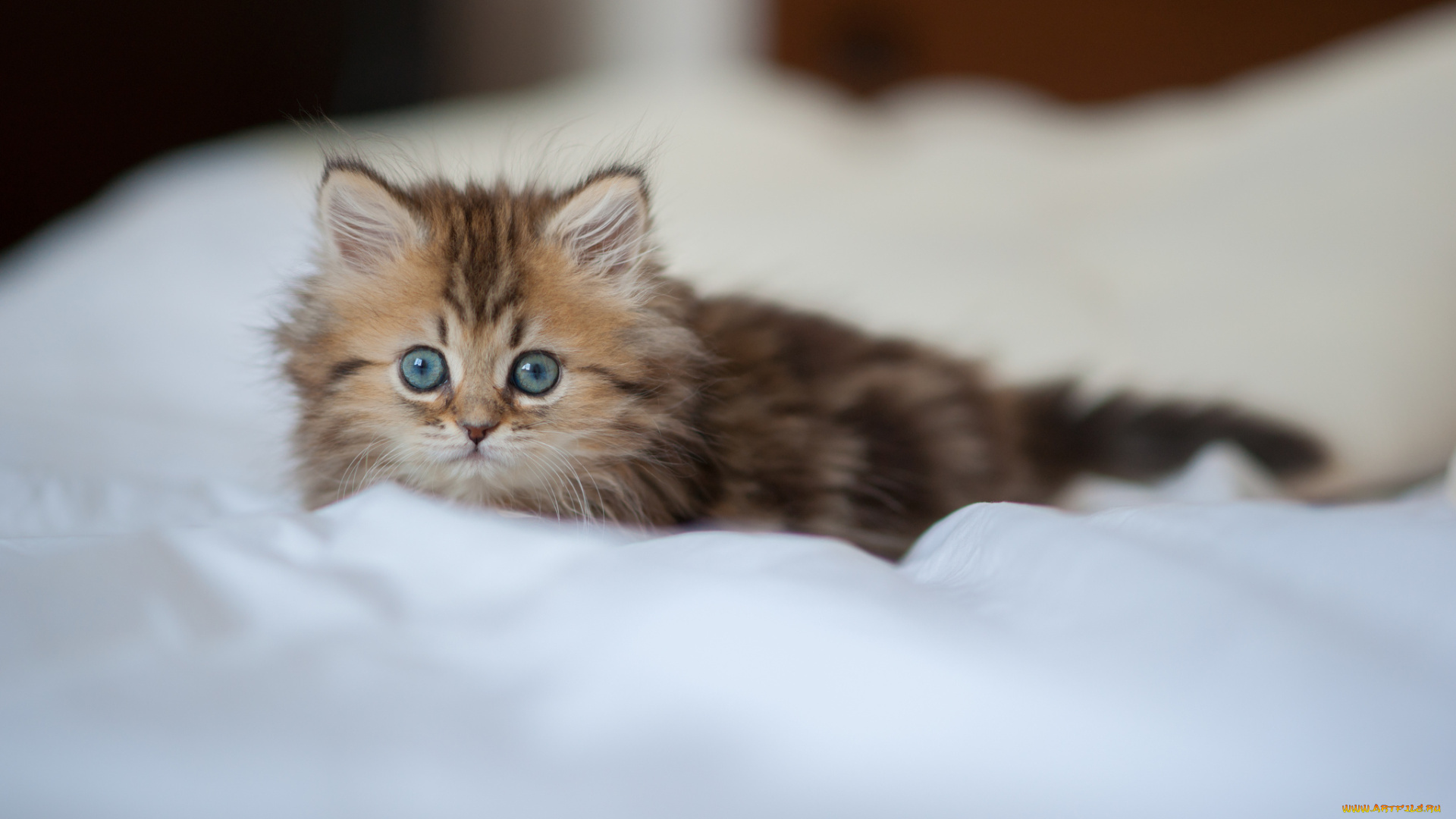 животные, коты, котёнок, взгляд