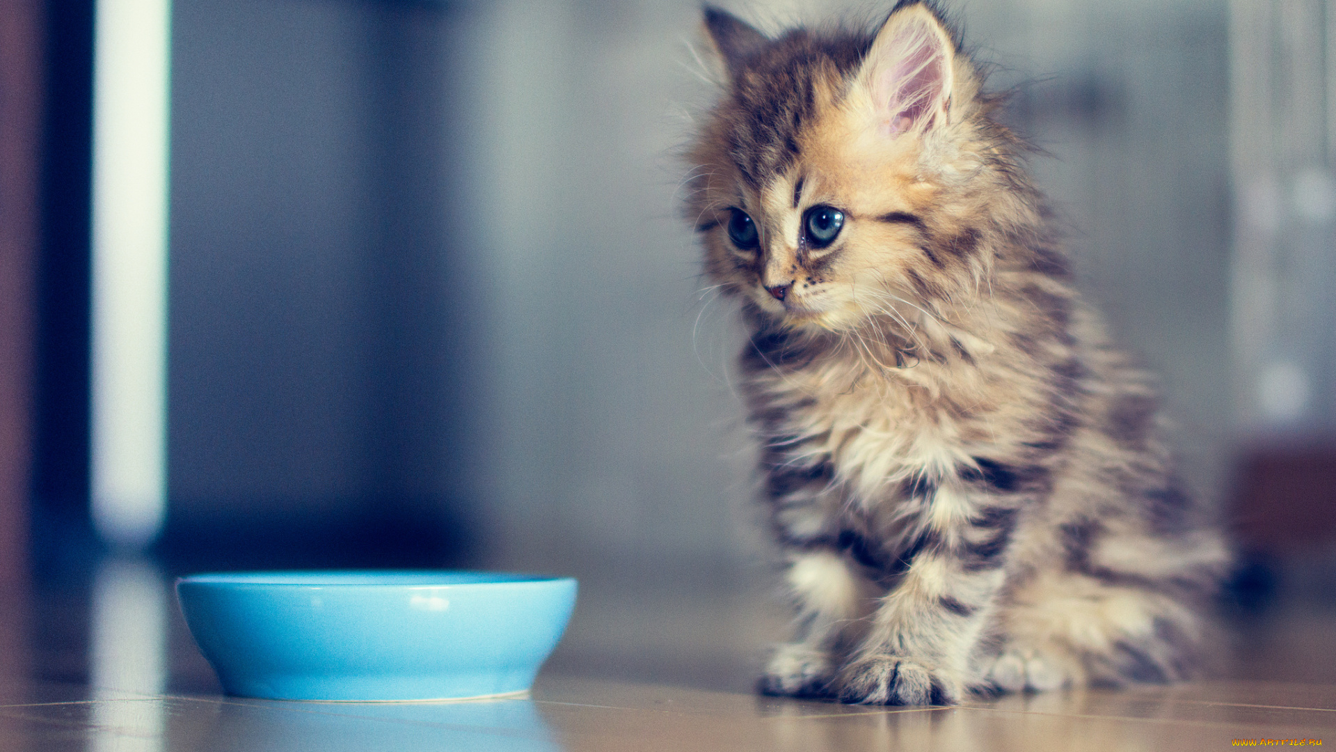 животные, коты, миска, котёнок