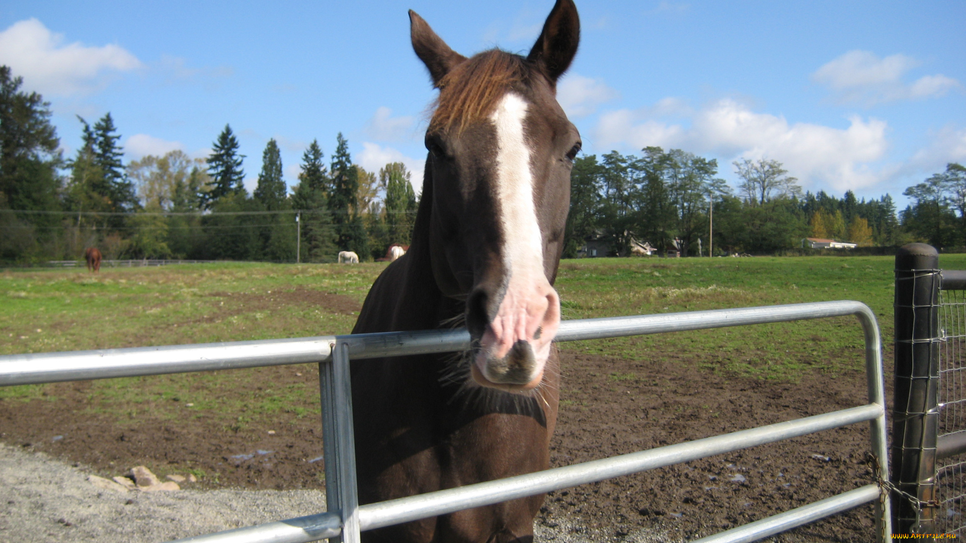 животные, лошади, лошадь