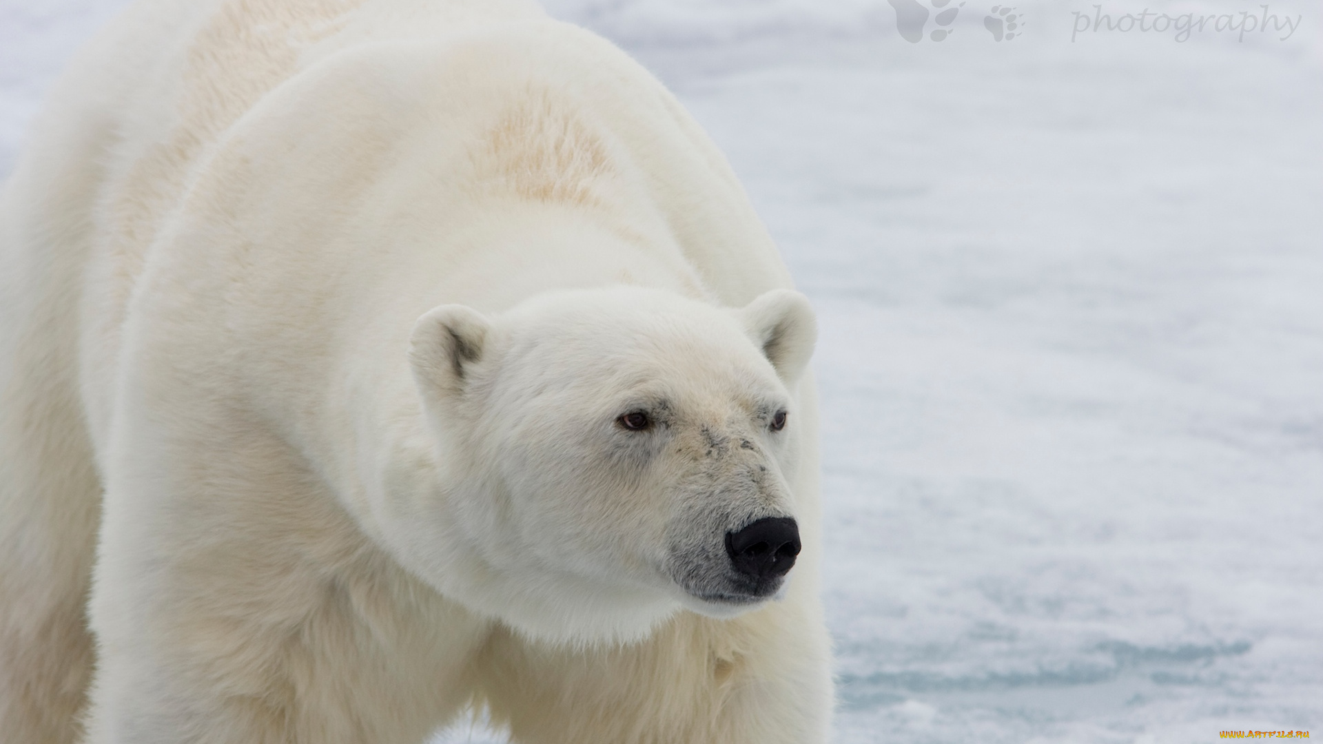 животные, медведи, снег, медведь