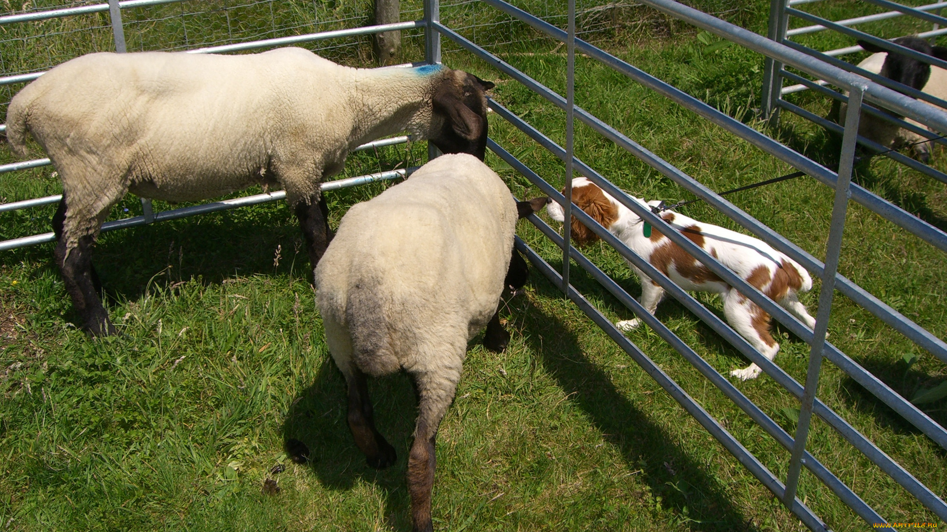 животные, разные, вместе, овцы