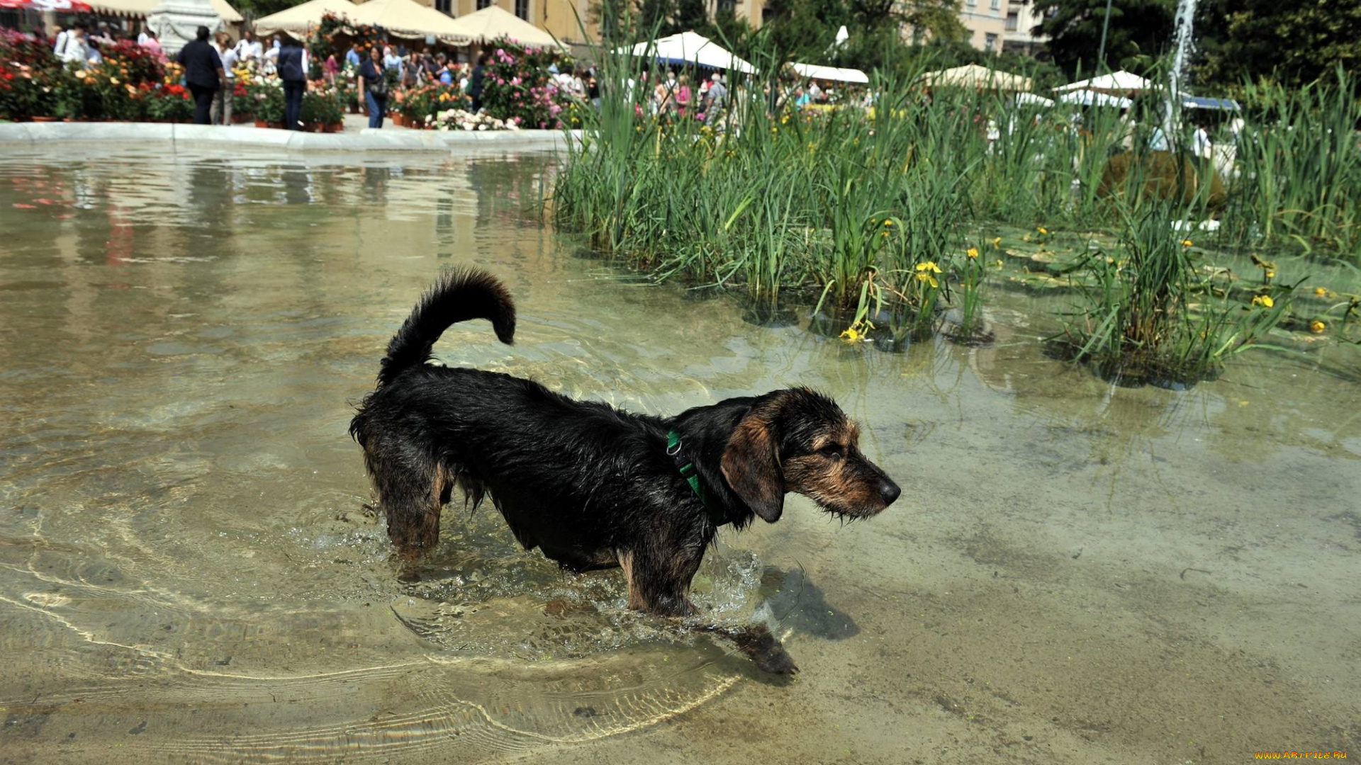 животные, собаки, собака