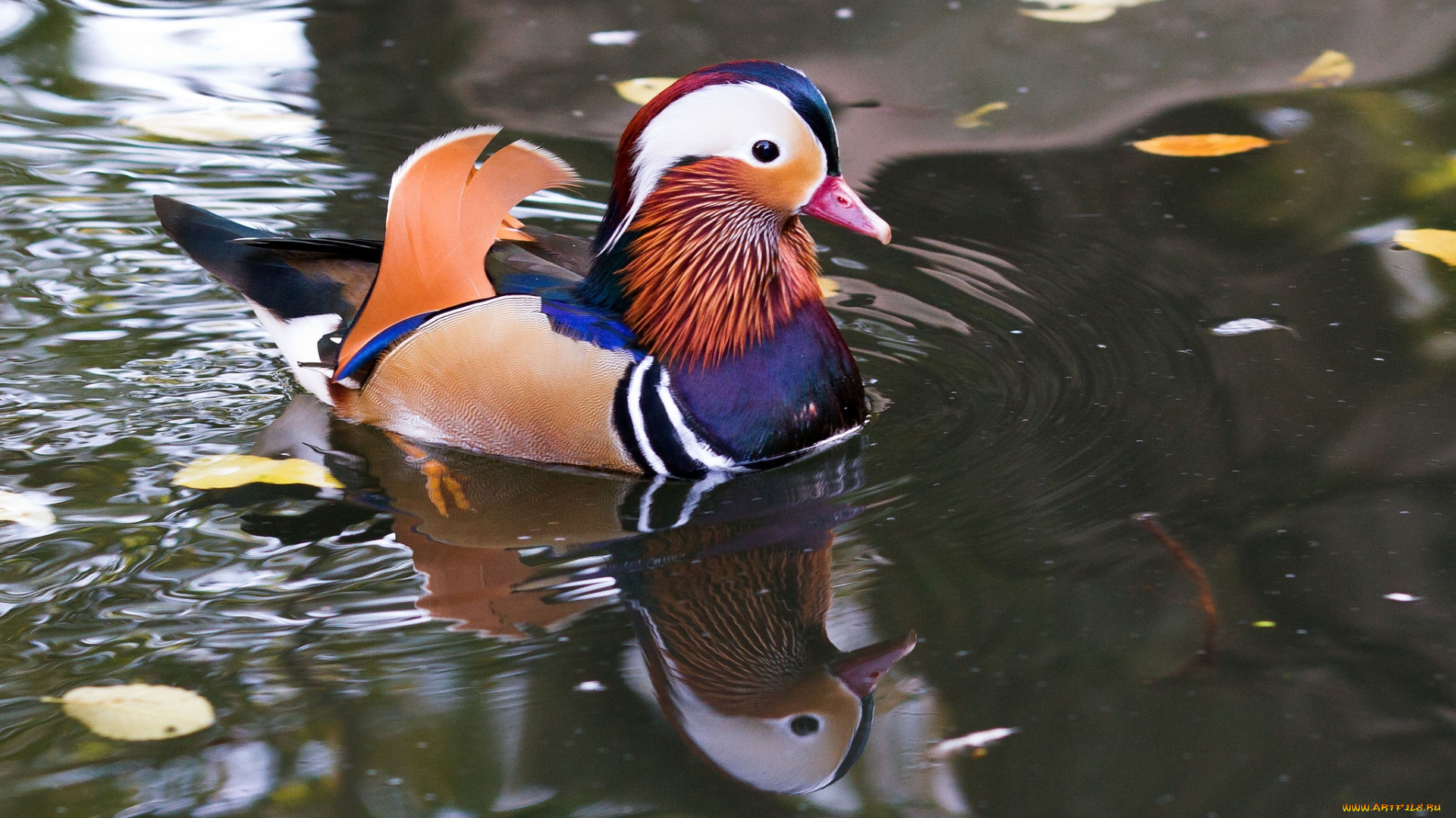 животные, утки, мандаринка