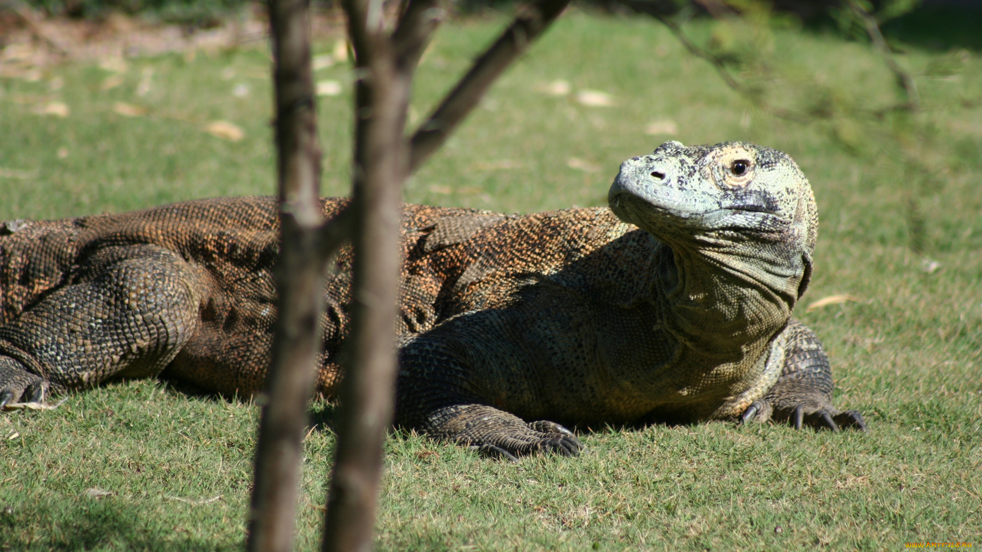 животные, Ящерицы, игуаны, вараны, варан