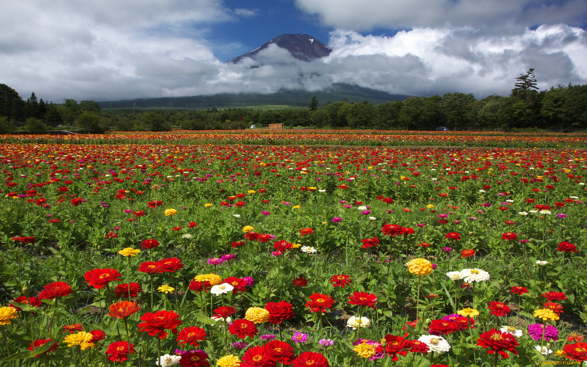 цветы, цинния