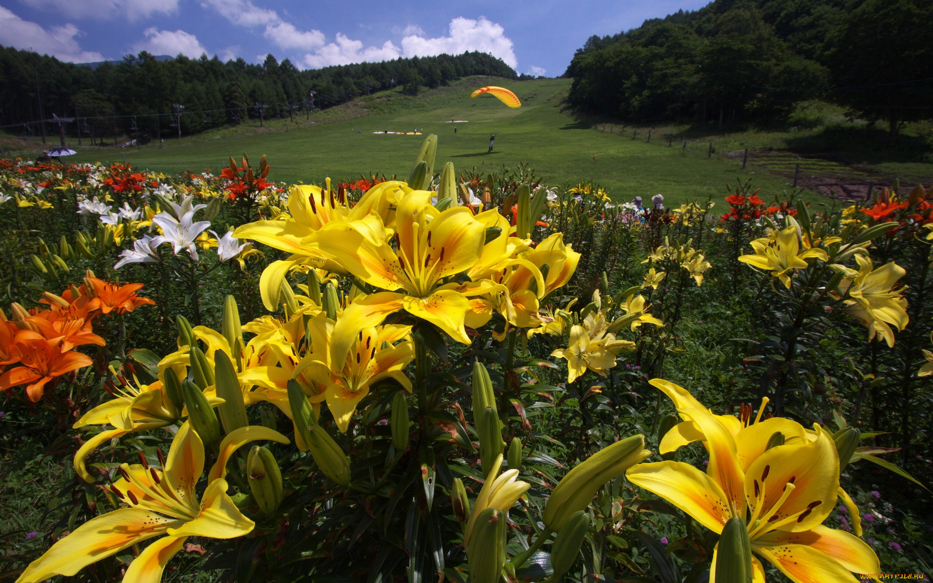 цветы, лилии, лилейники