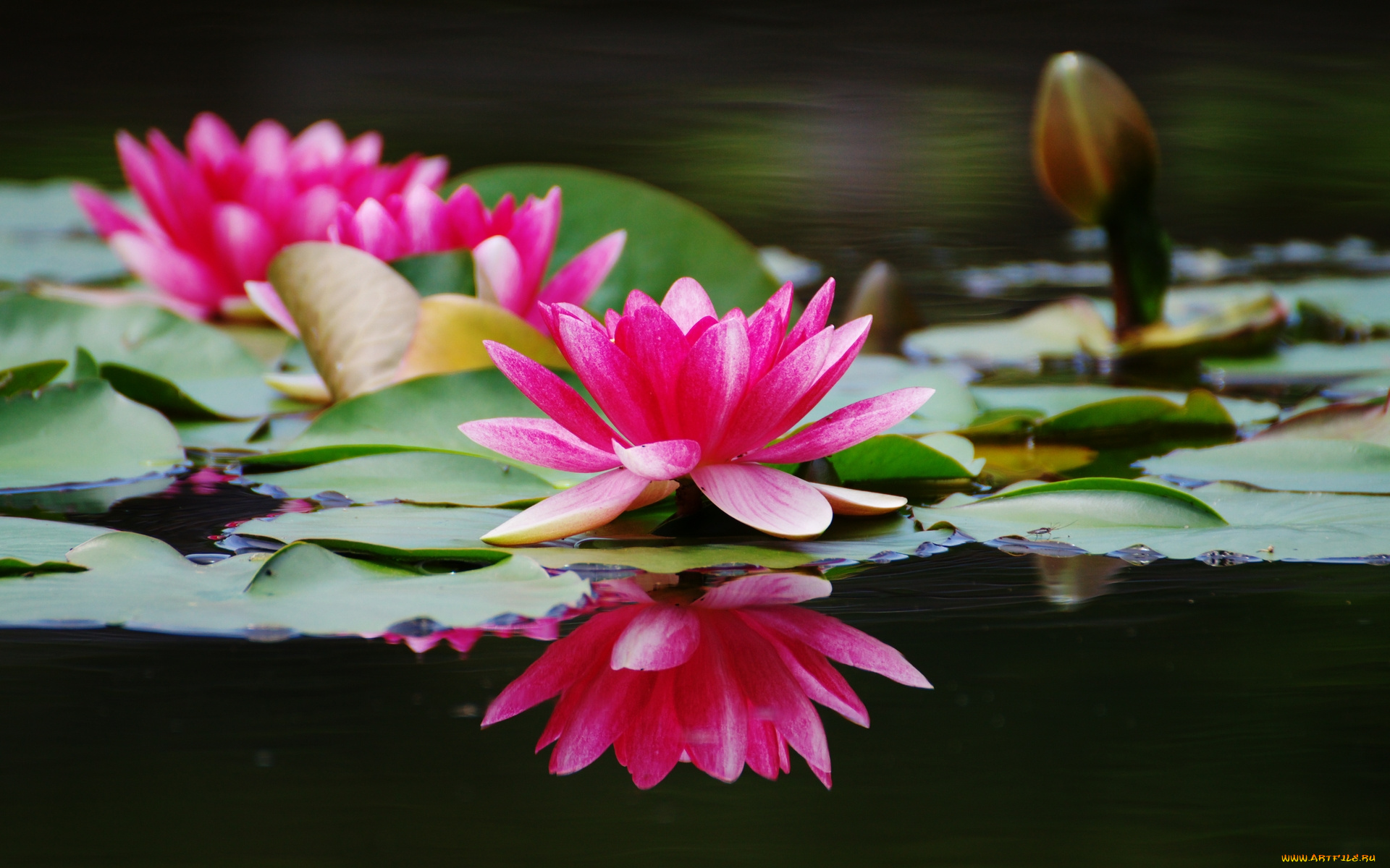 цветы, лилии, водяные, нимфеи, кувшинки