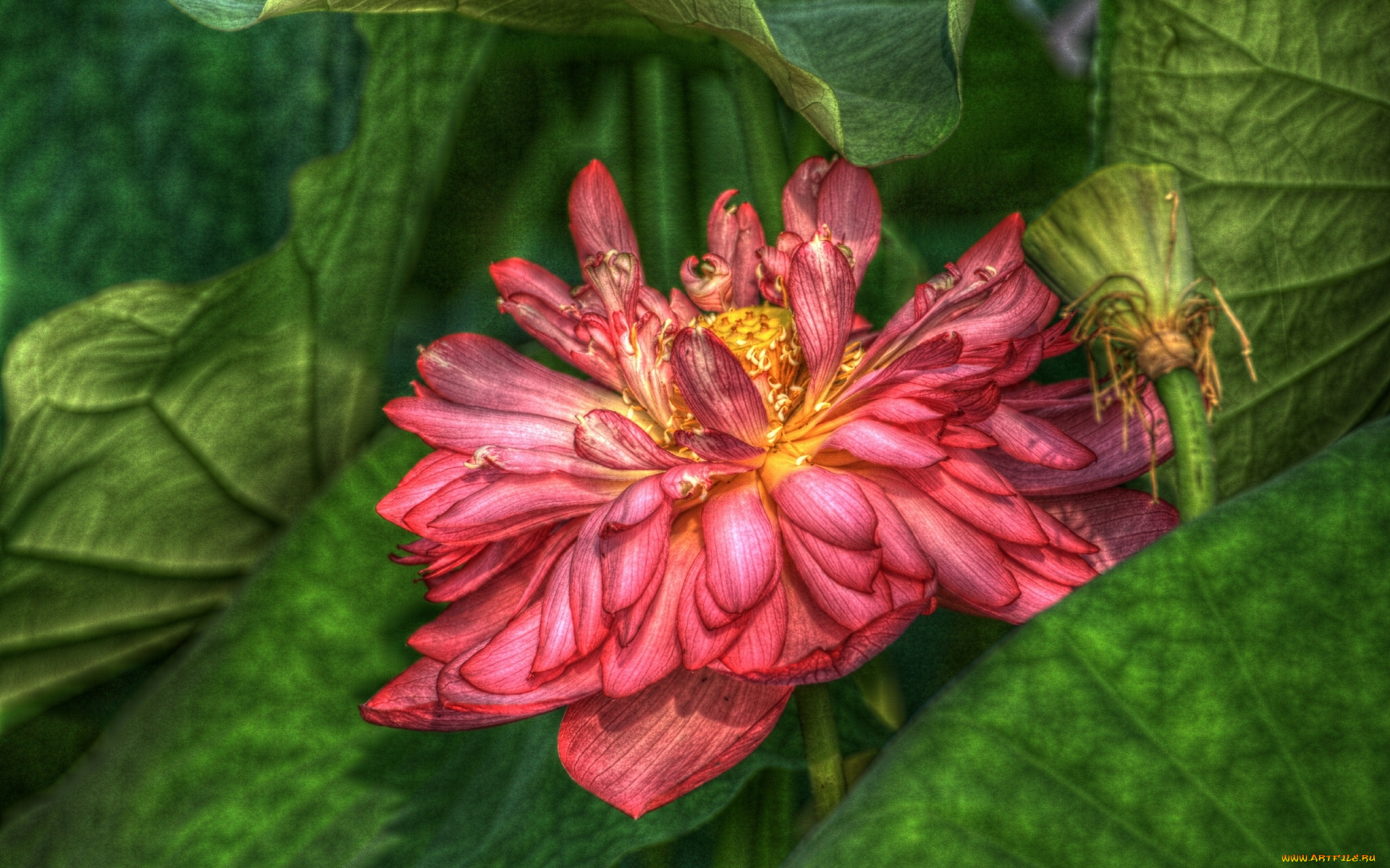 цветы, лотосы