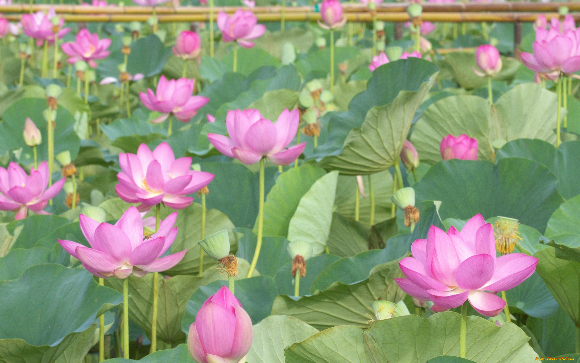 цветы, лотосы, лотос