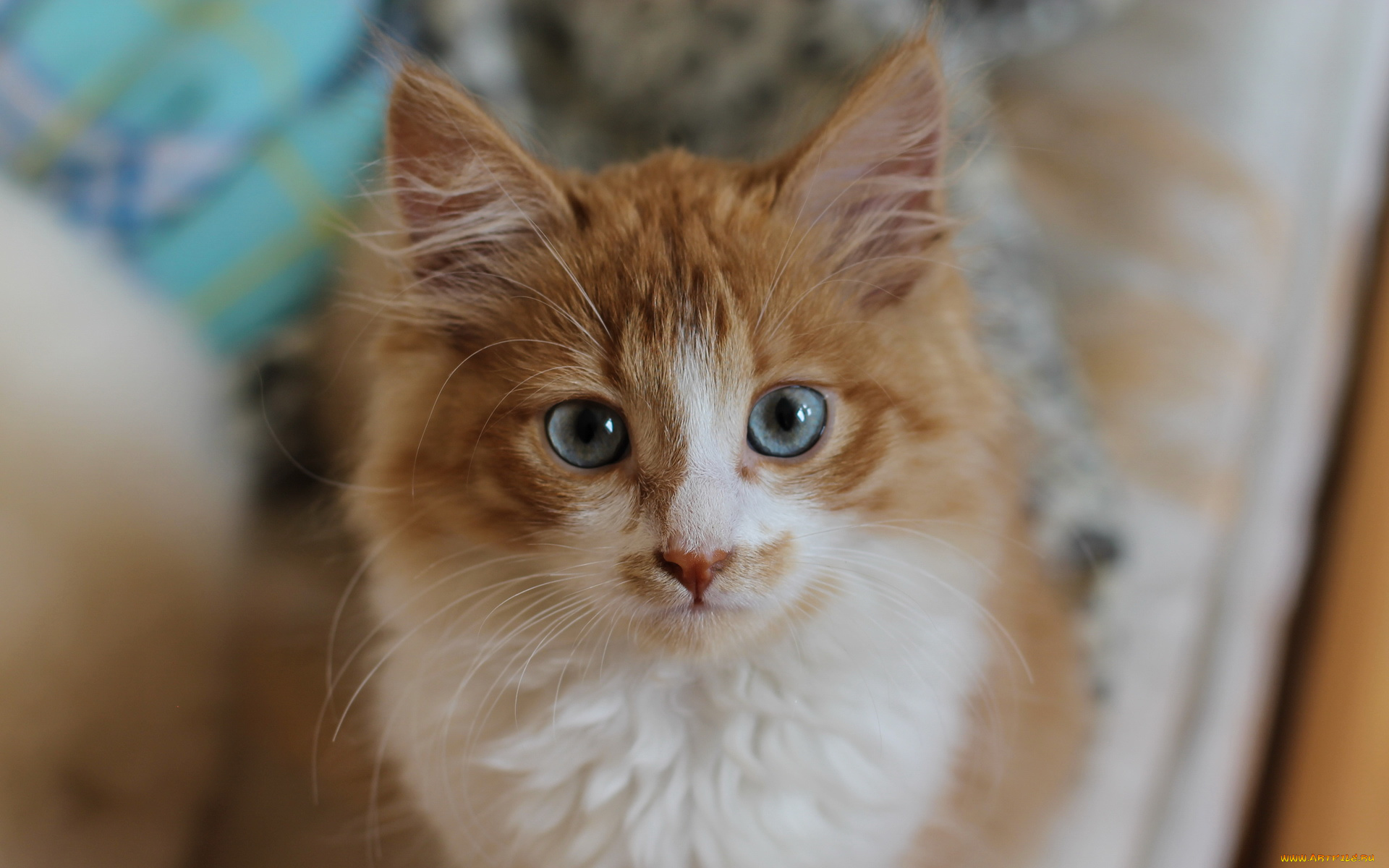 животные, коты, кот