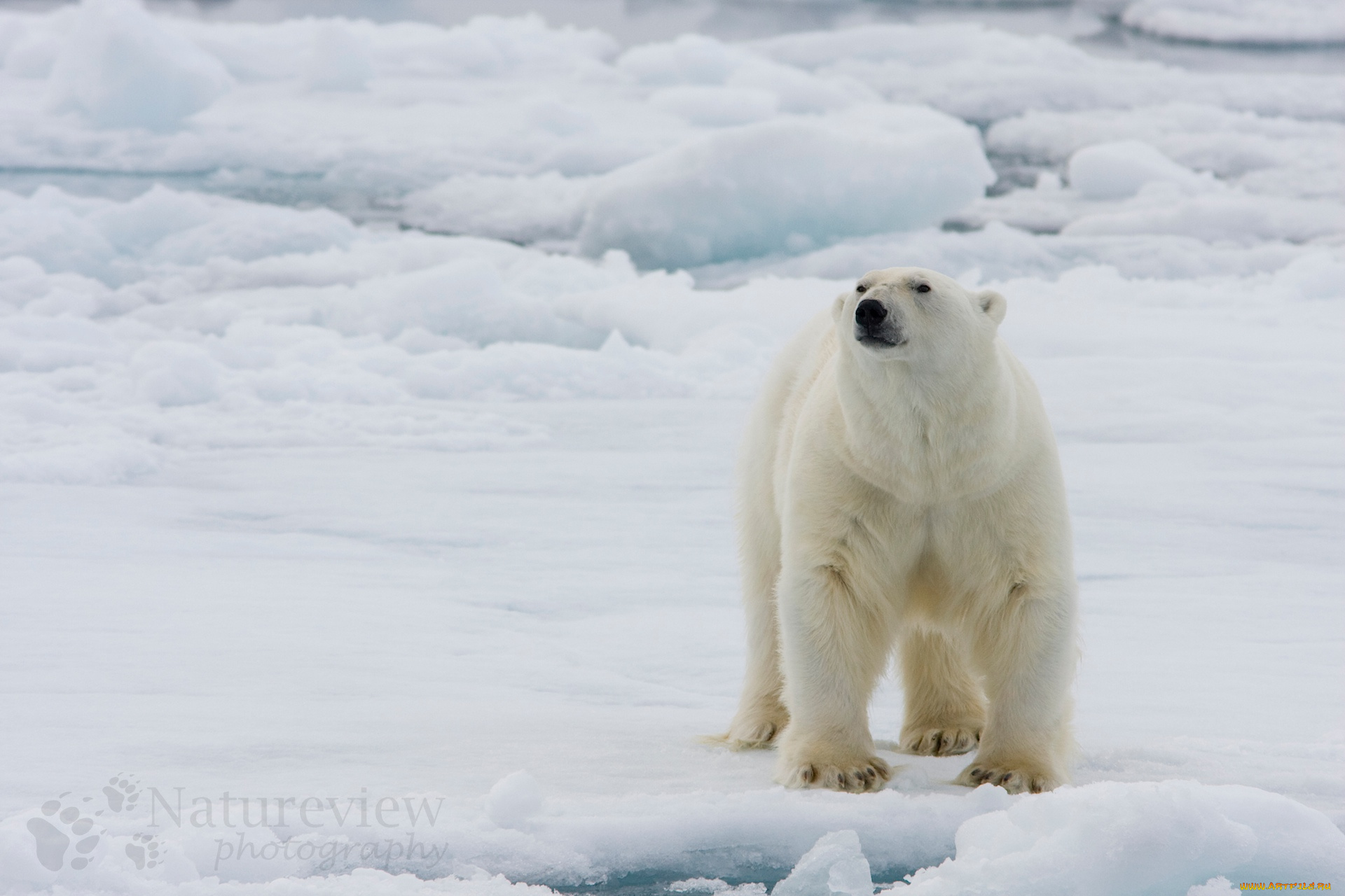 животные, медведи, медведь, снег