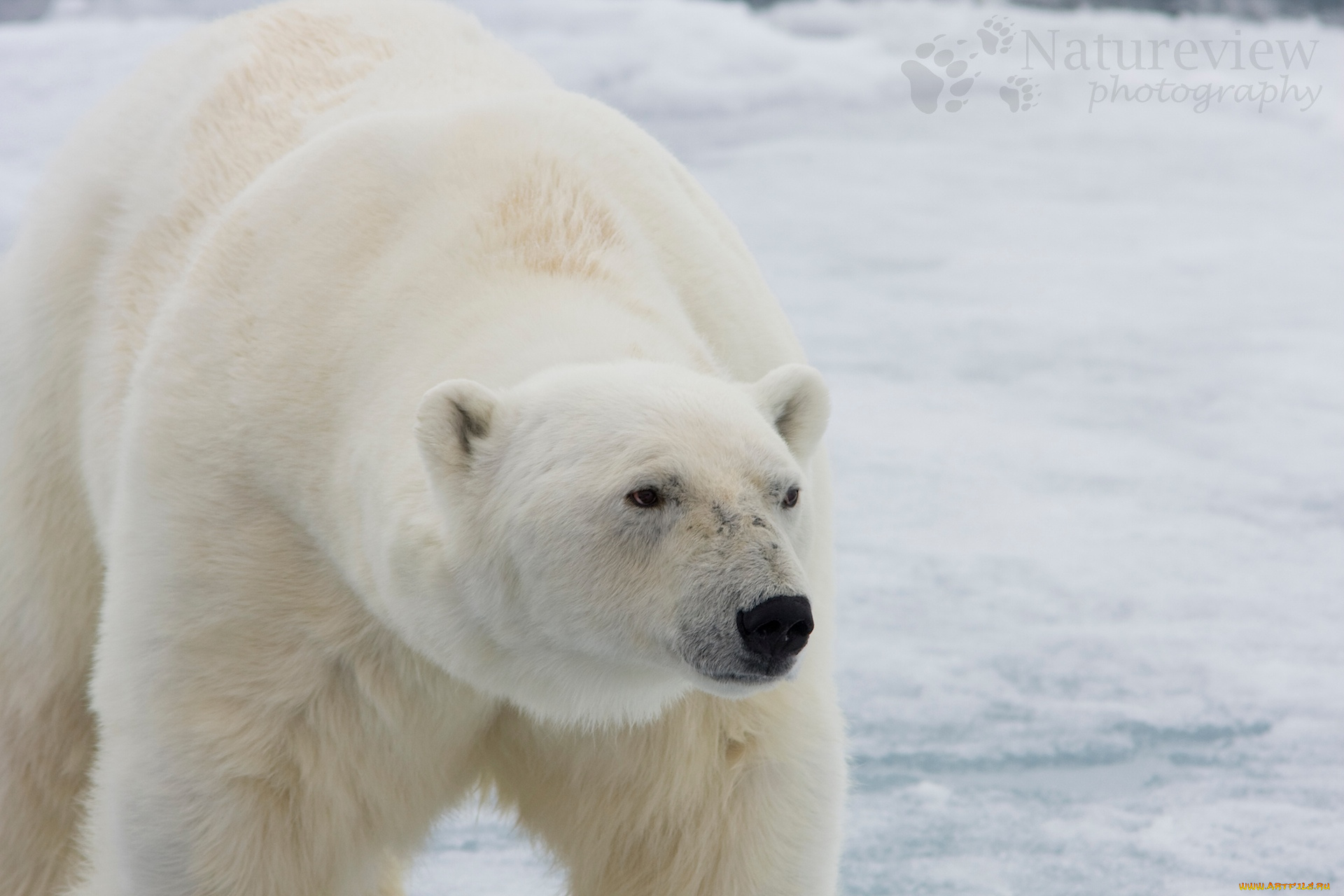 животные, медведи, снег, медведь
