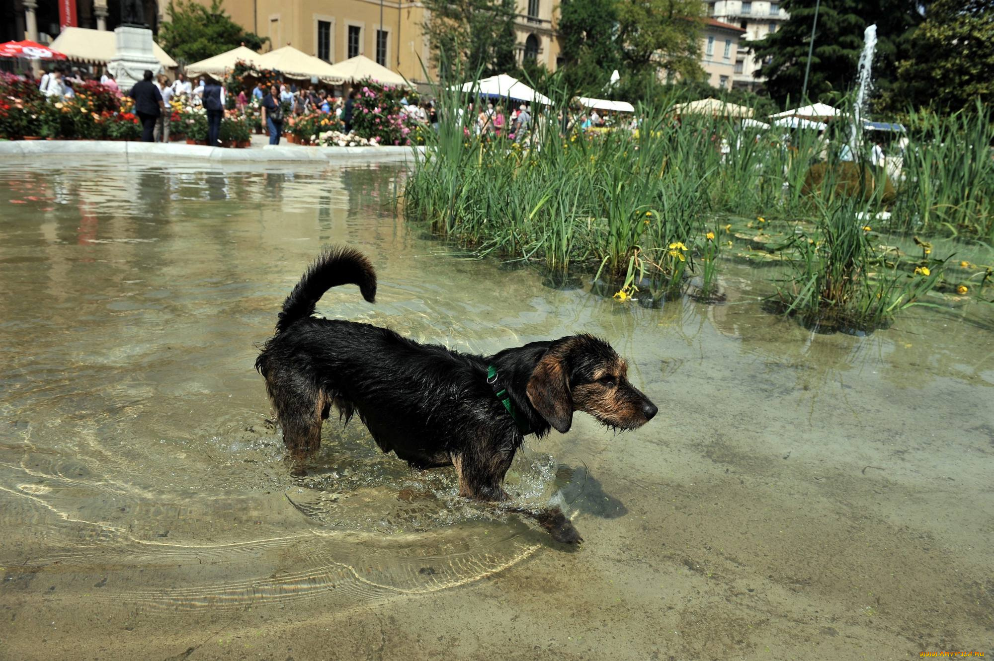 животные, собаки, собака