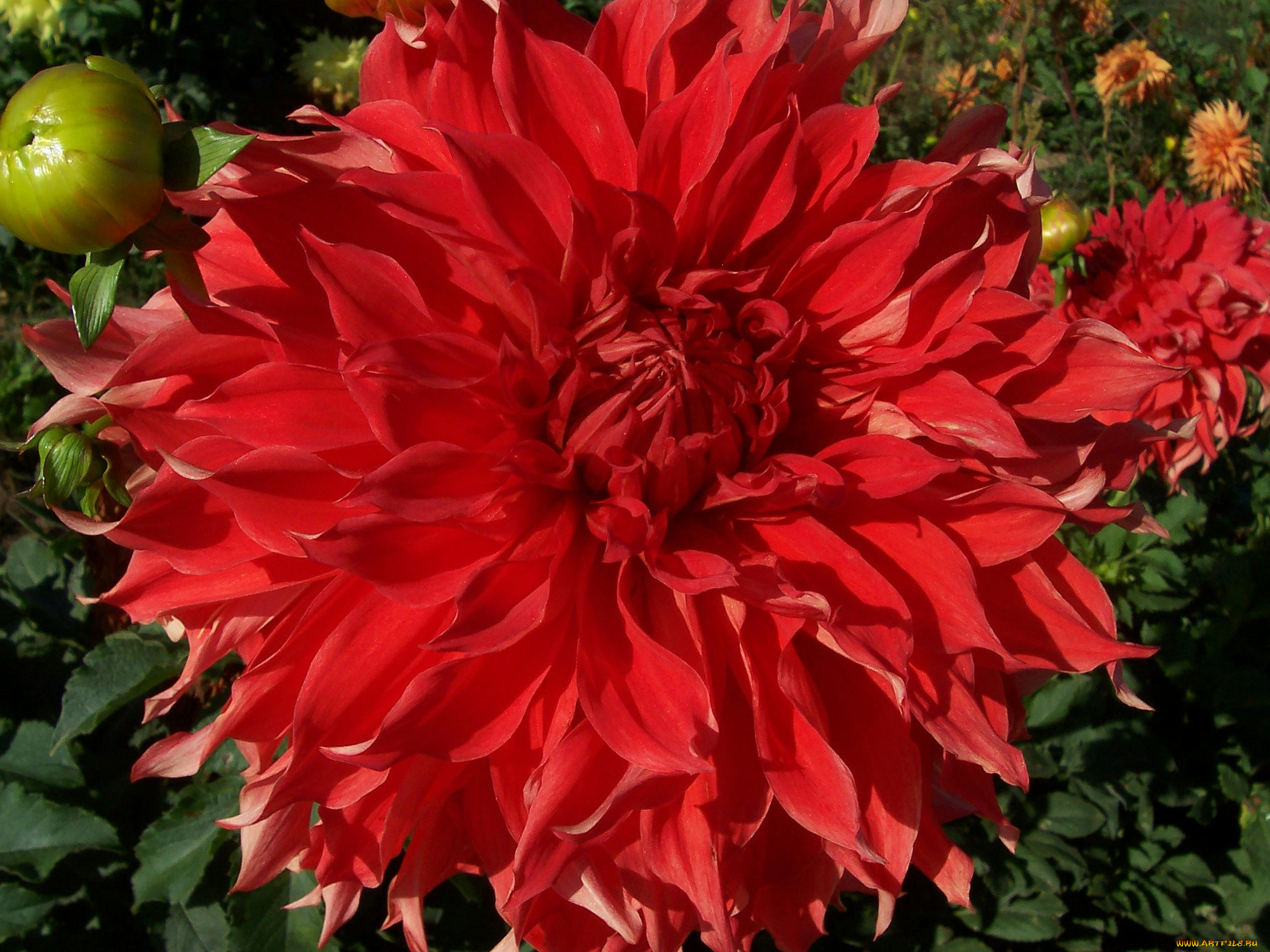 цветы, георгины