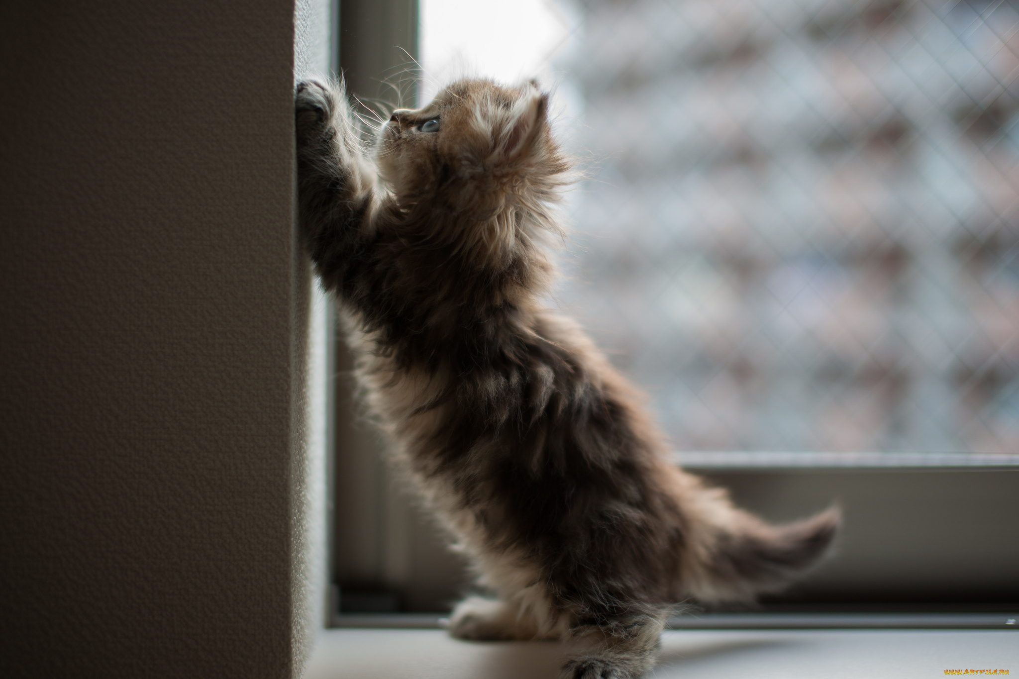 животные, коты, котёнок