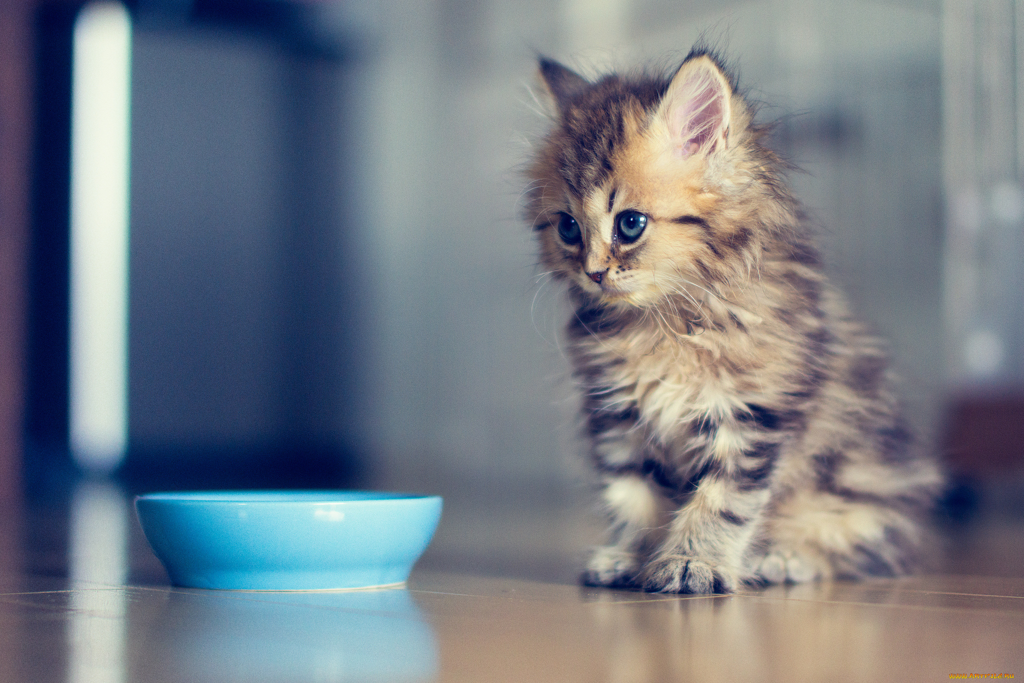 животные, коты, миска, котёнок