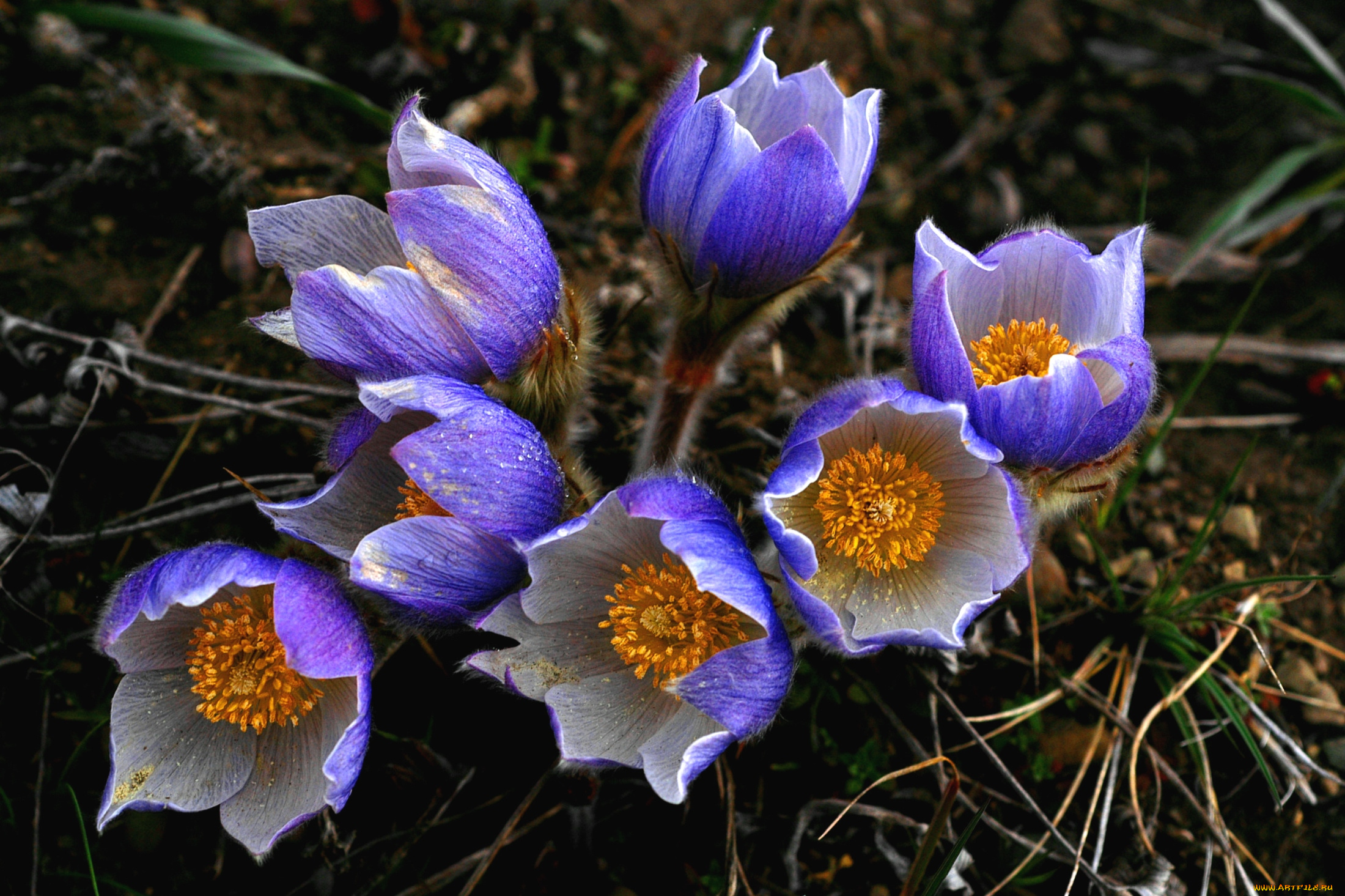 цветы, анемоны, адонисы, сон-трава, анемон, прострел