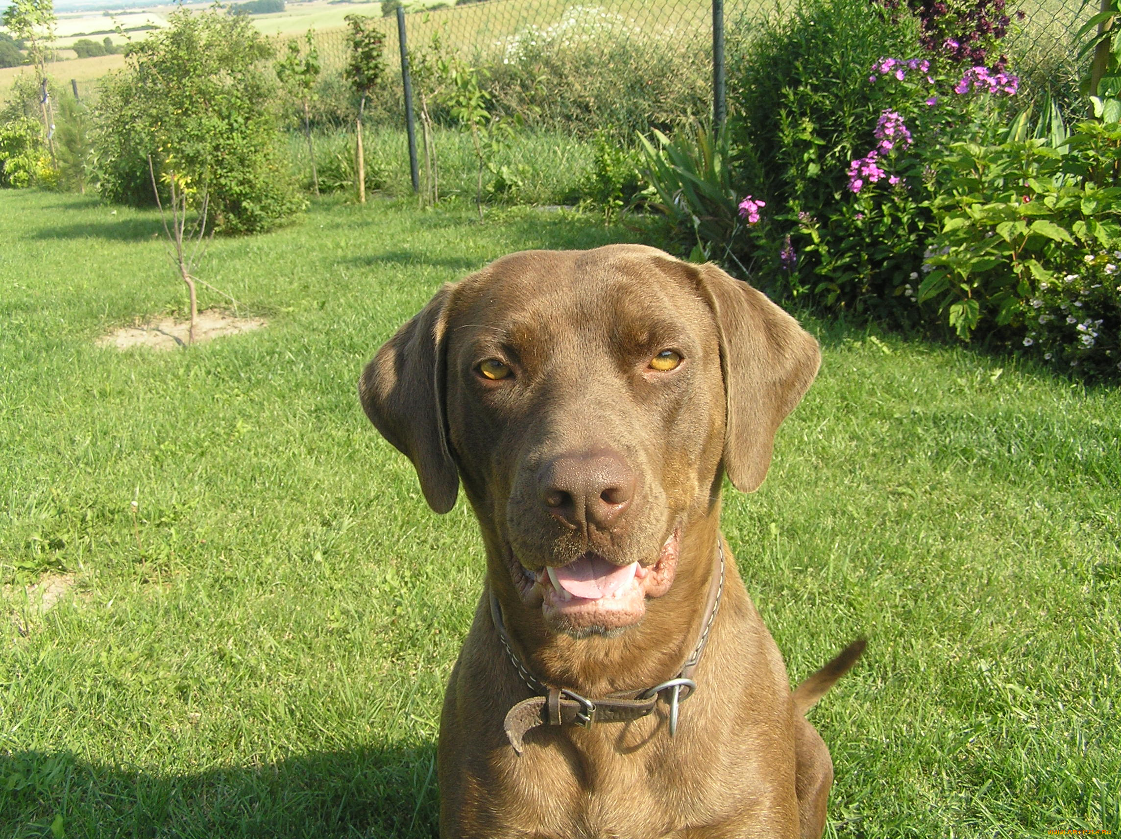 животные, собаки, взгляд, собака