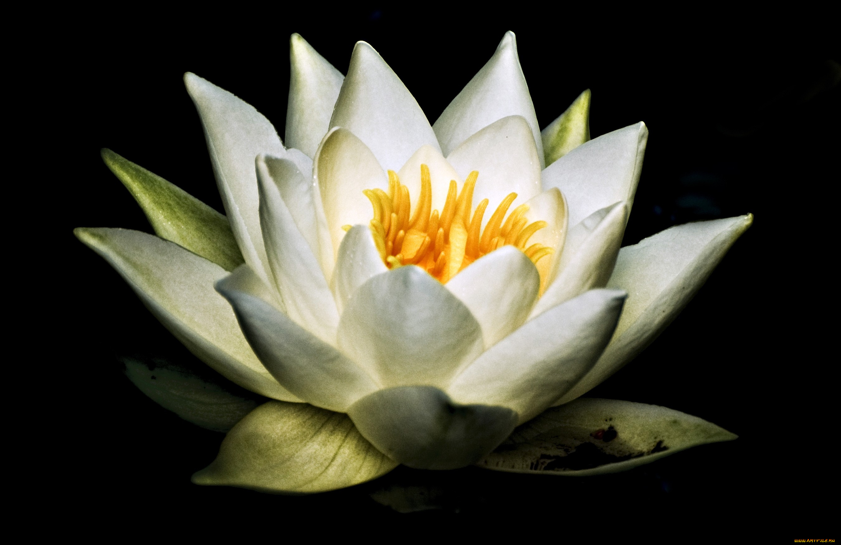 цветы, лилии, водяные, нимфеи, кувшинки, белый, лепестки