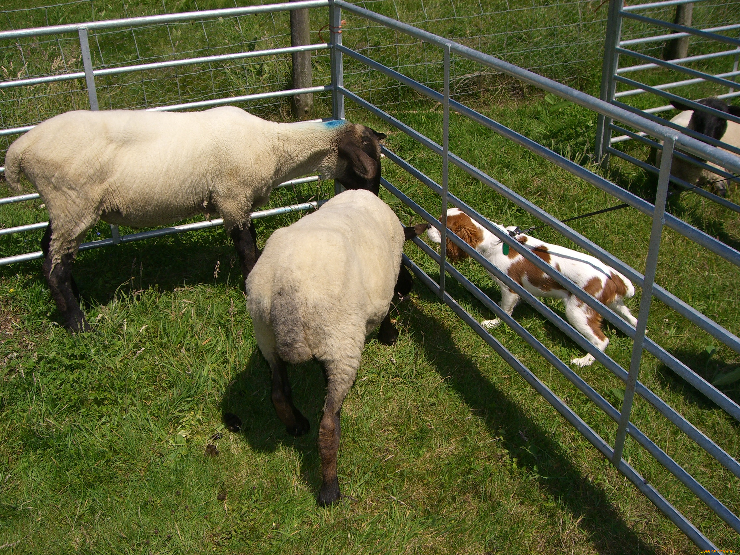 животные, разные, вместе, овцы