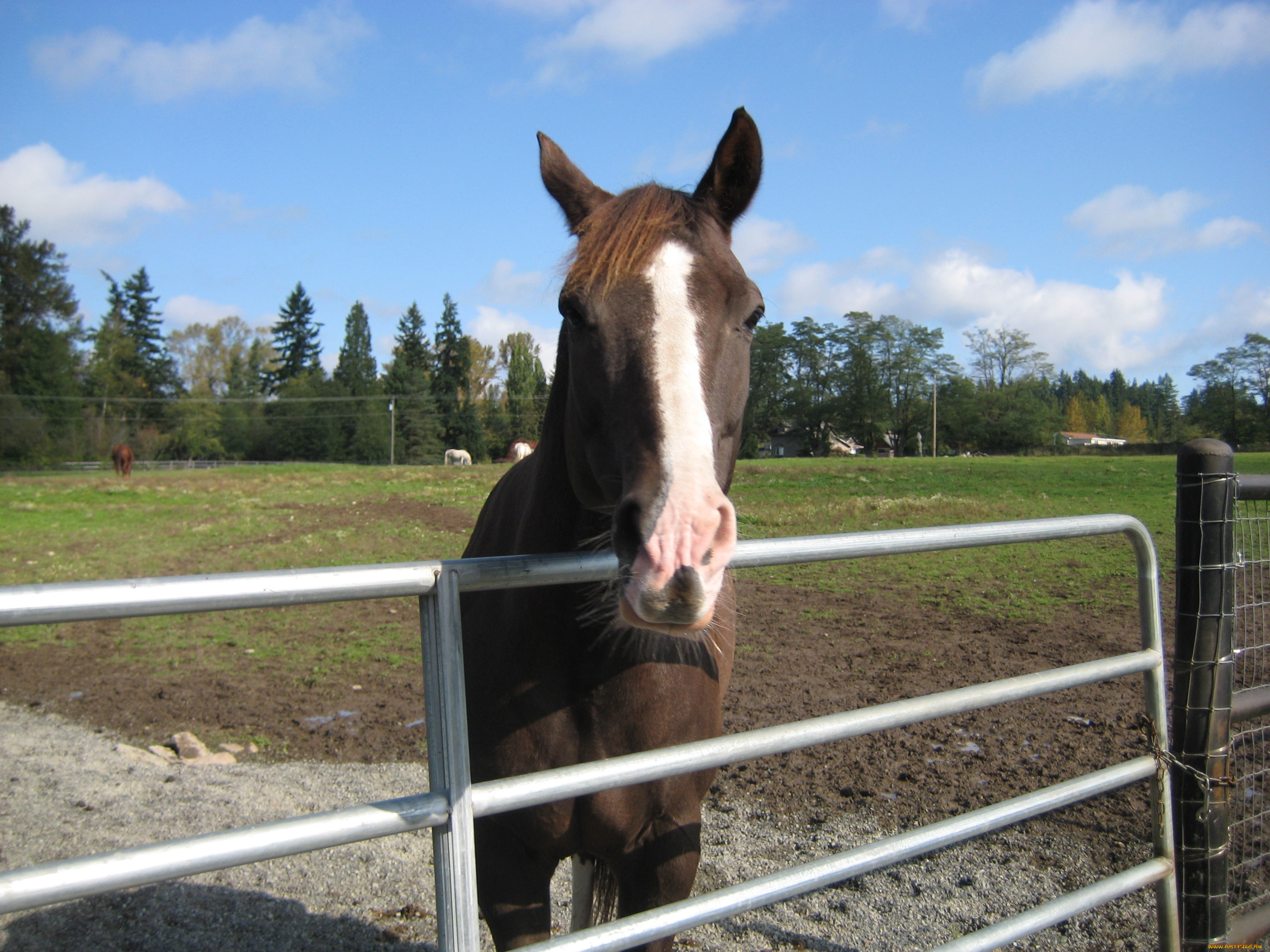 животные, лошади, лошадь