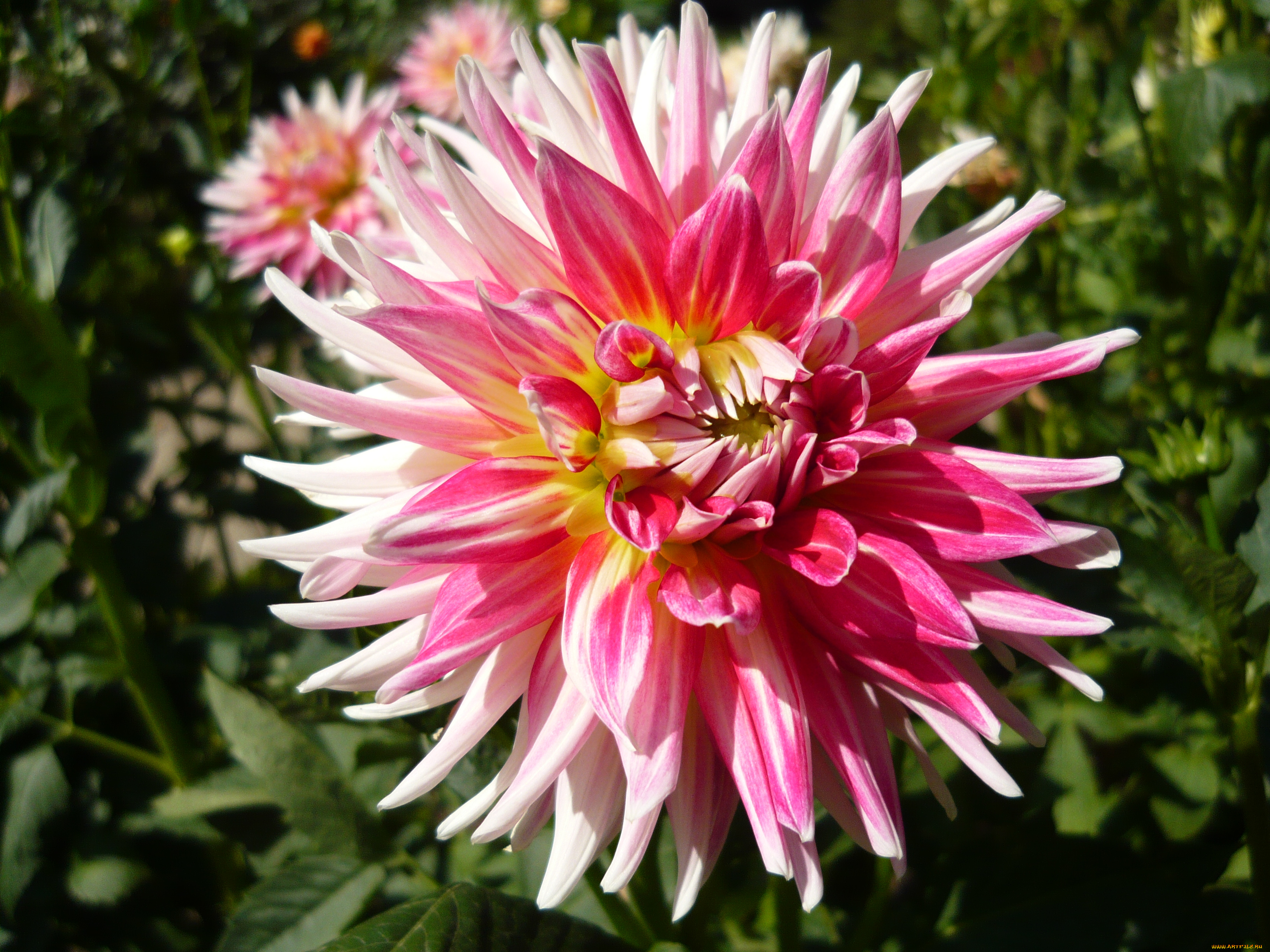 цветы, георгины