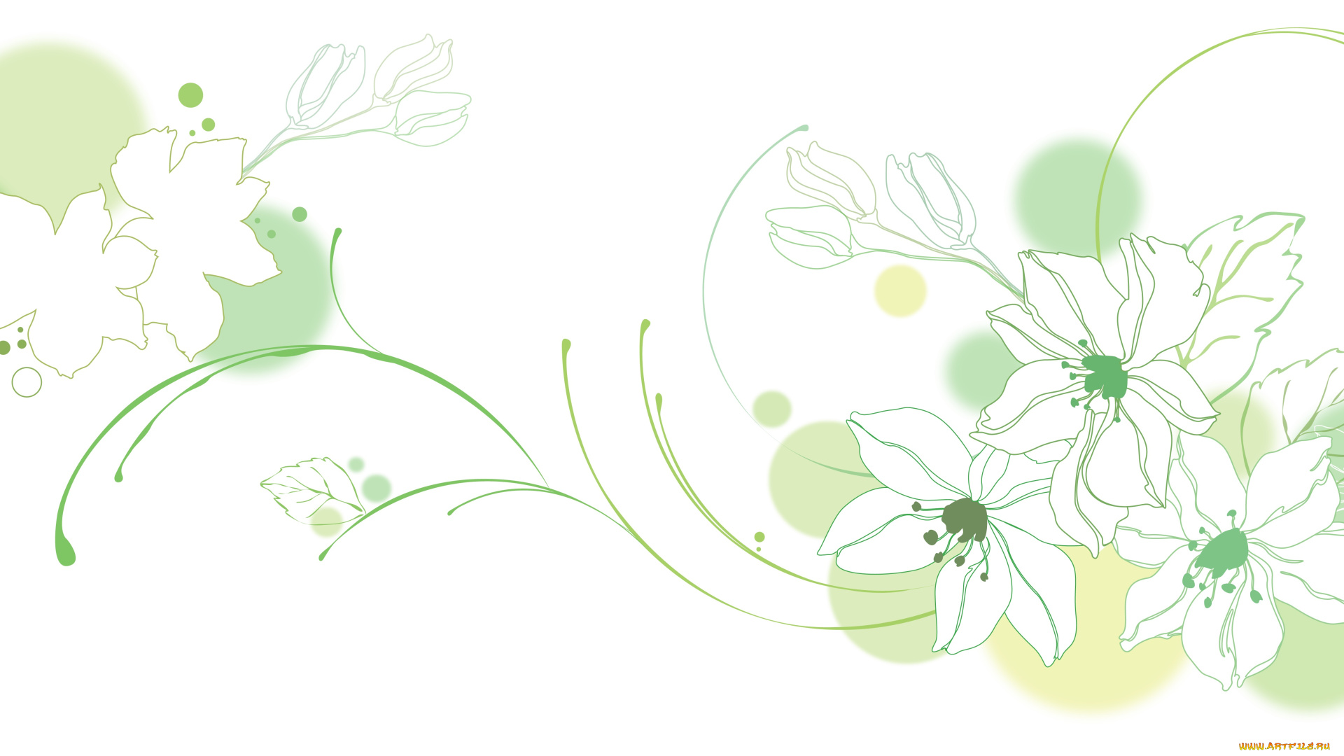 векторная, графика, цветы, фон, листья, лепестки