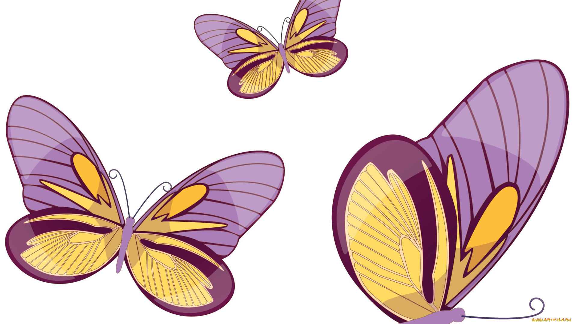 векторная, графика, животные, бабочки