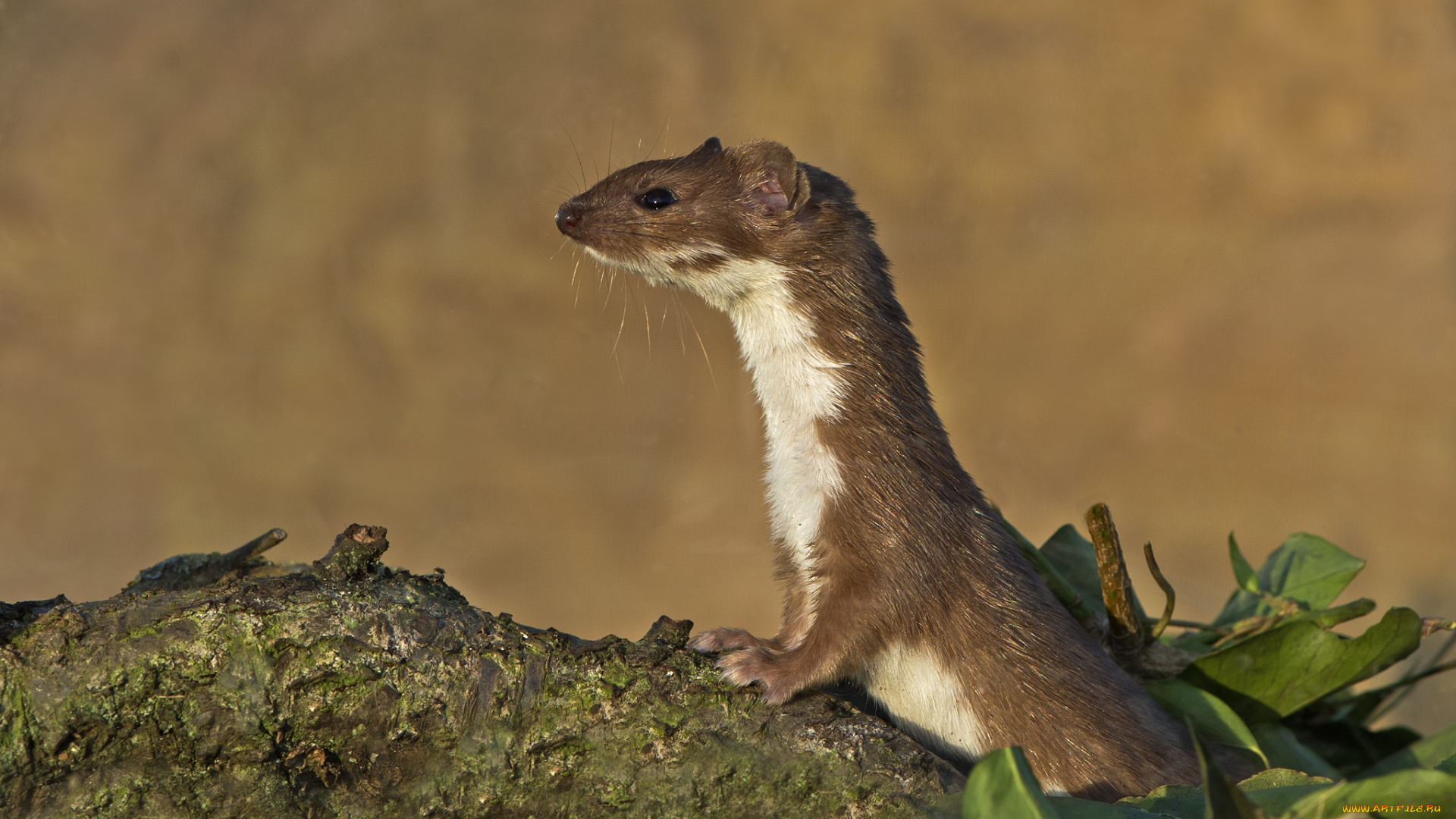 животные, хорьки, , куницы, , горностаи, , ласки, , соболи, ласка