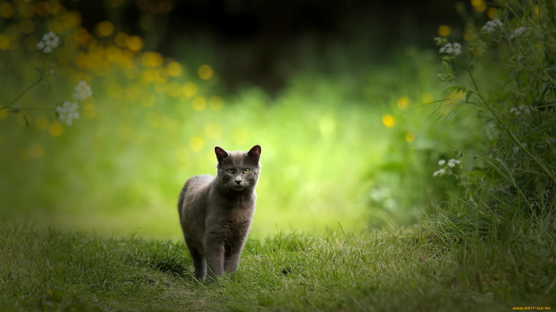 животные, коты, природа, кошка, серая