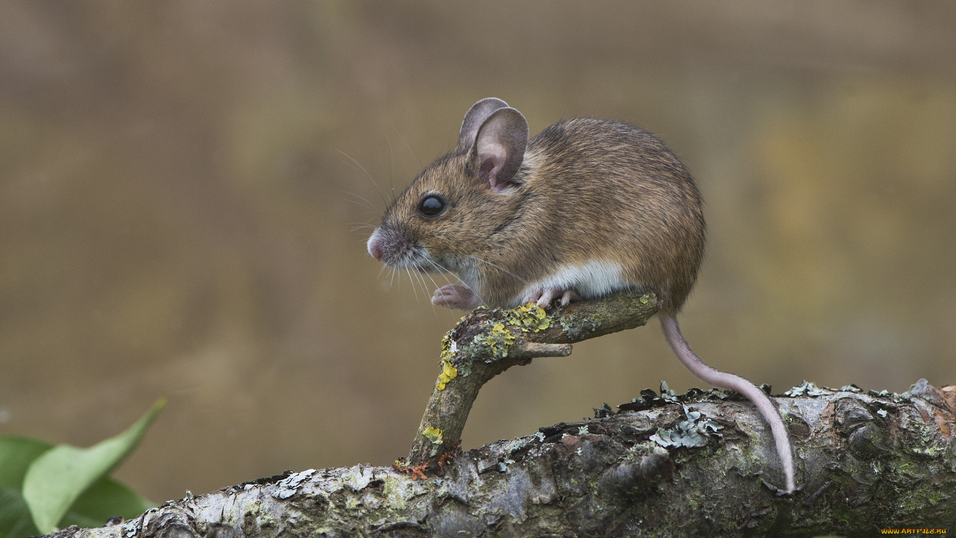 животные, крысы, , мыши, мышка