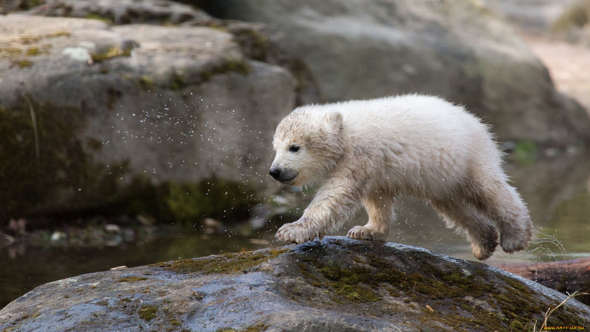 животные, медведи, белый, медвежонок, мокрый, камень, брызги
