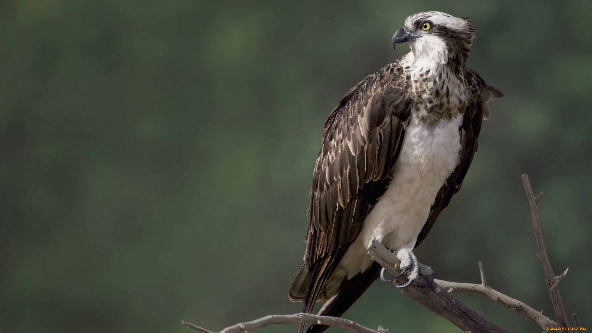 животные, птицы, -, хищники, птица, скопа, природа, сокол, osprey