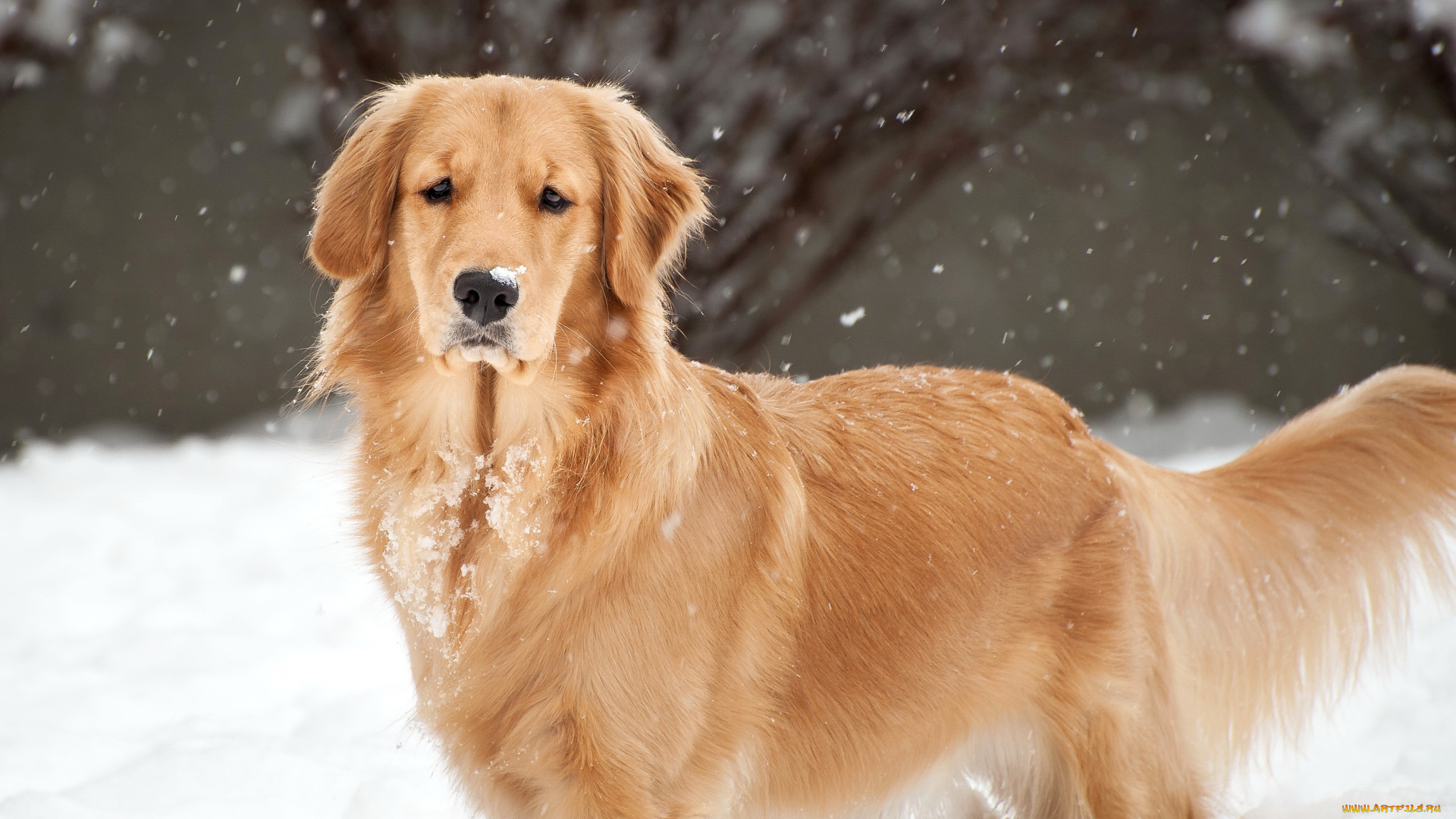 животные, собаки, собака, колли