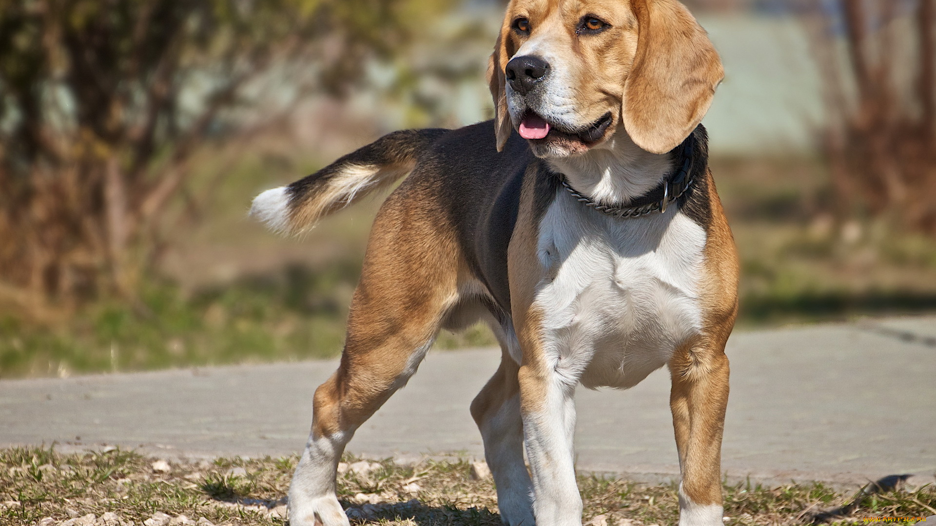 животные, собаки, взгляд, бигль