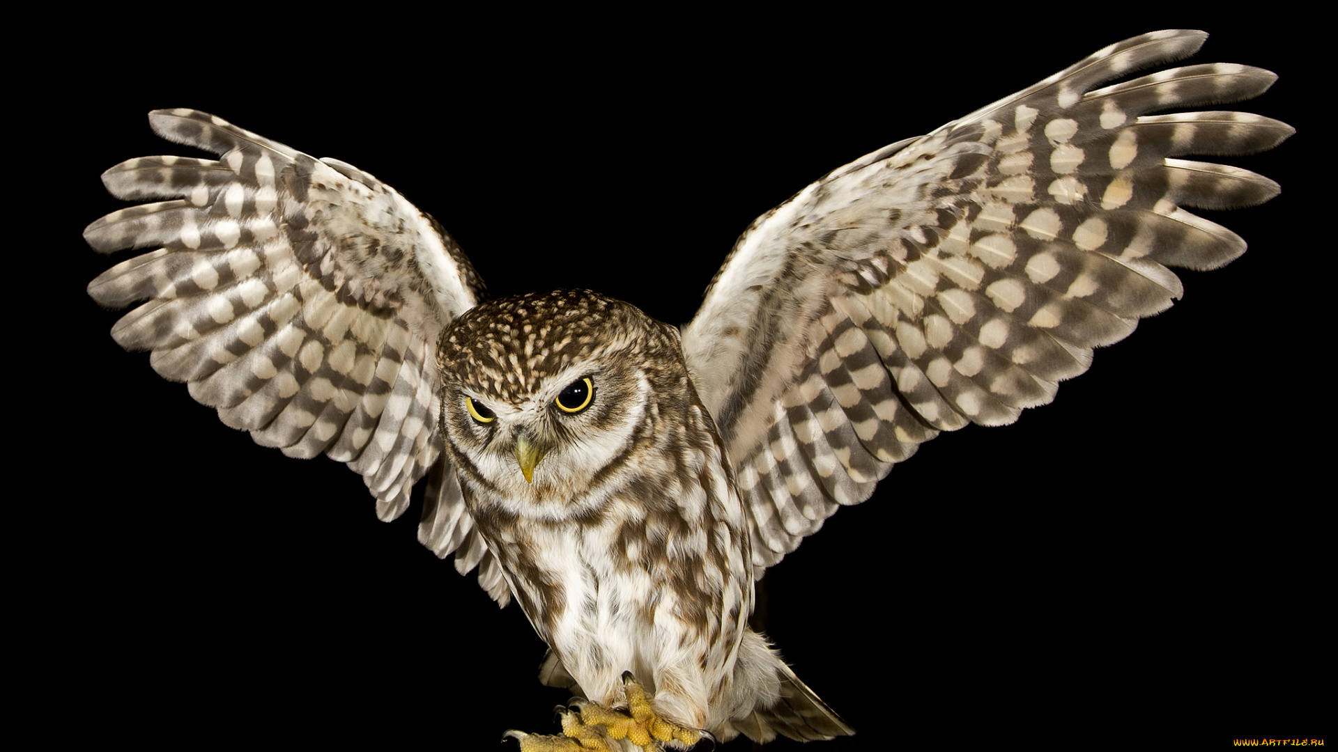 животные, совы, сова, крылья, размах