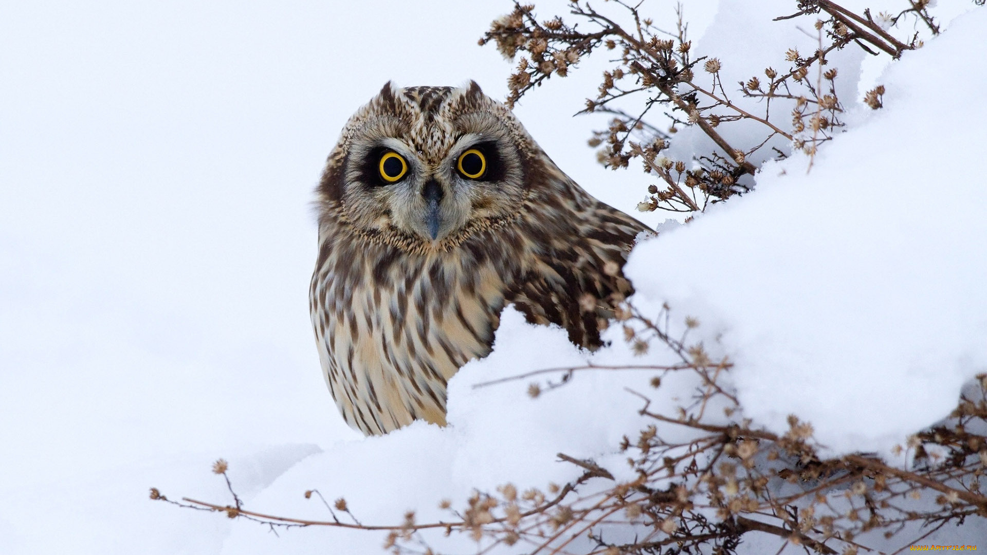 животные, совы, сова, снег