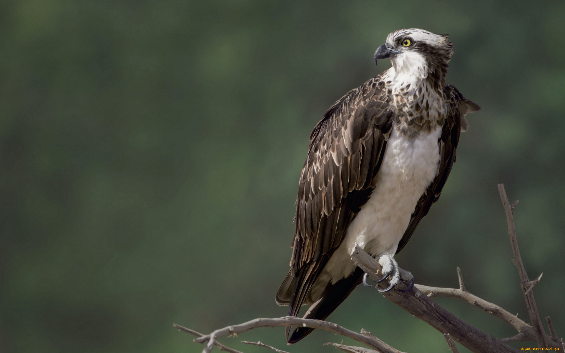 животные, птицы, -, хищники, птица, скопа, природа, сокол, osprey
