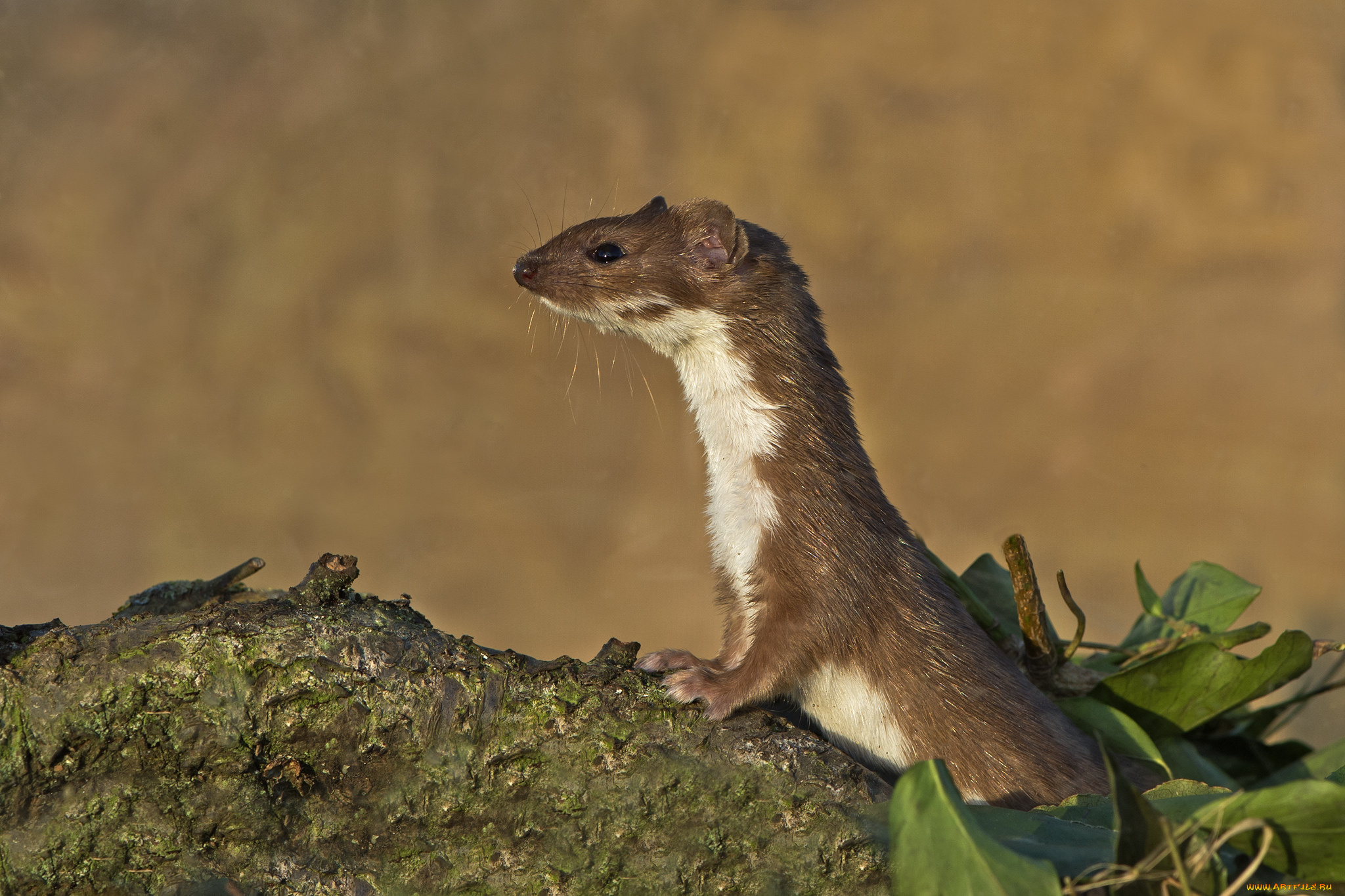 животные, хорьки, , куницы, , горностаи, , ласки, , соболи, ласка