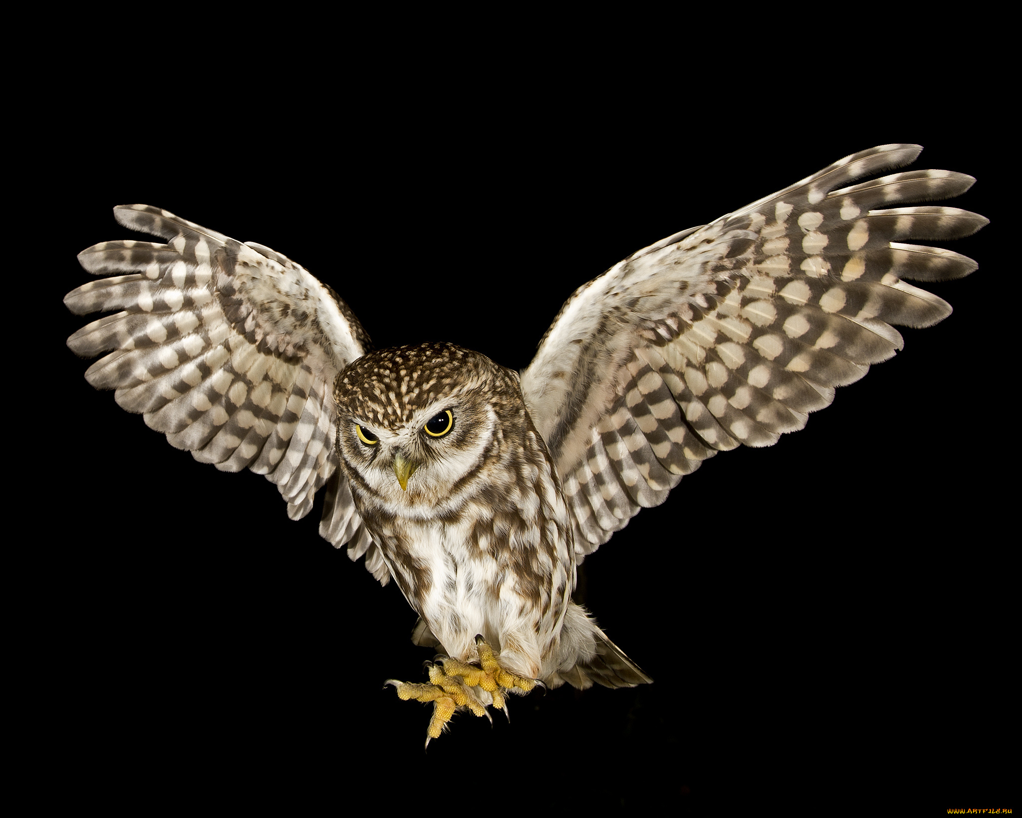 животные, совы, сова, крылья, размах