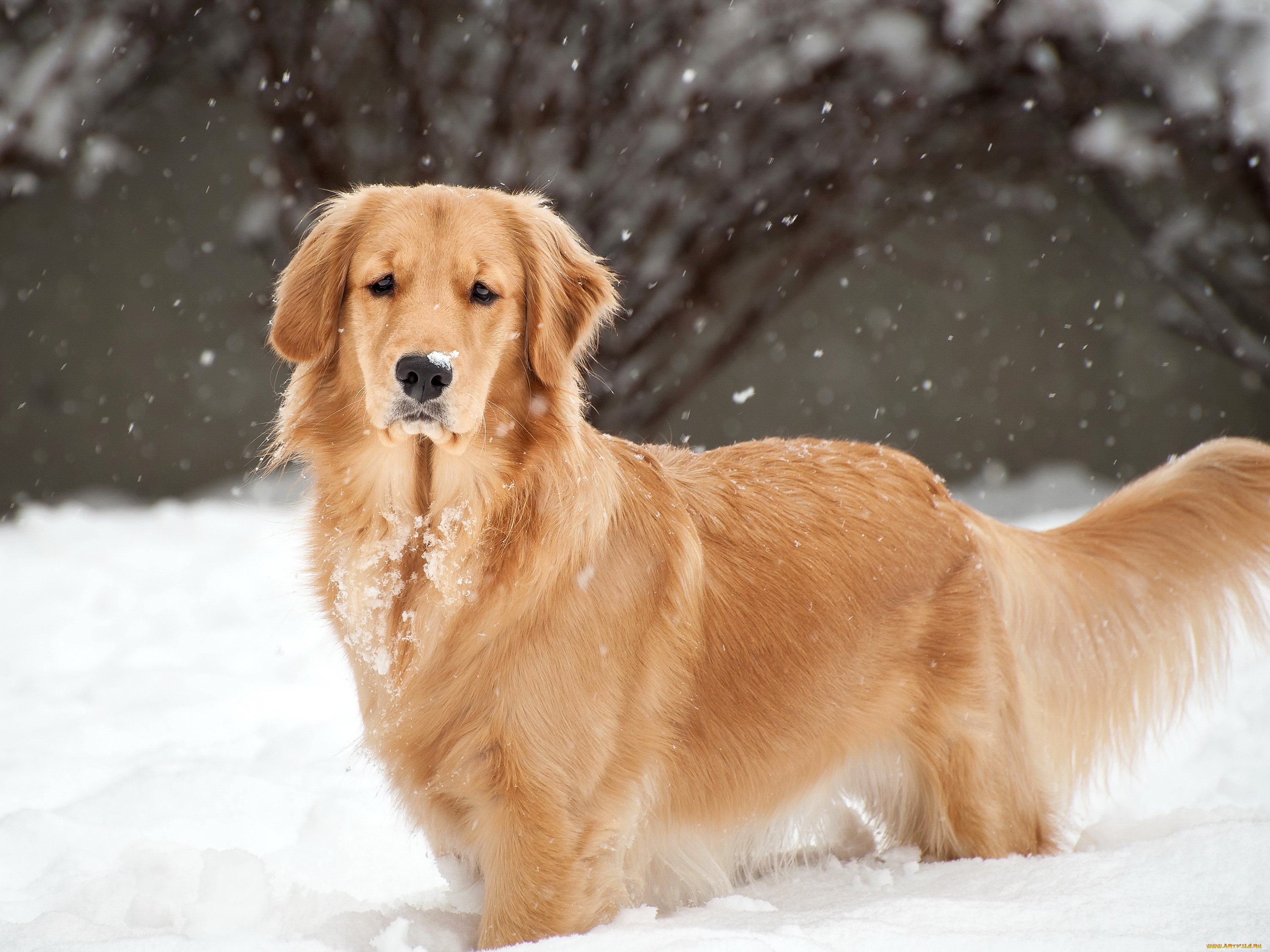 животные, собаки, собака, колли