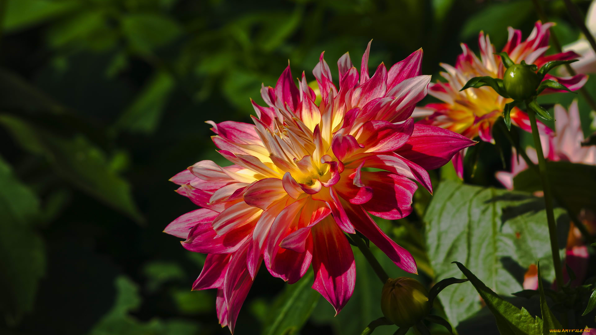 цветы, георгины, лепестки