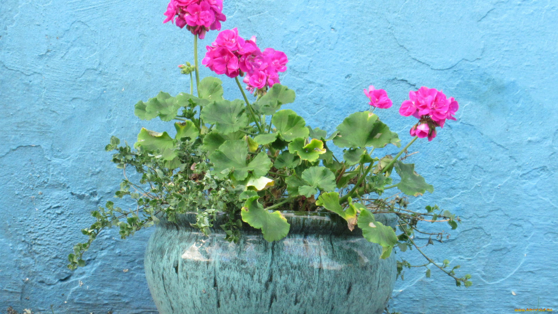 цветы, герань, кадушка