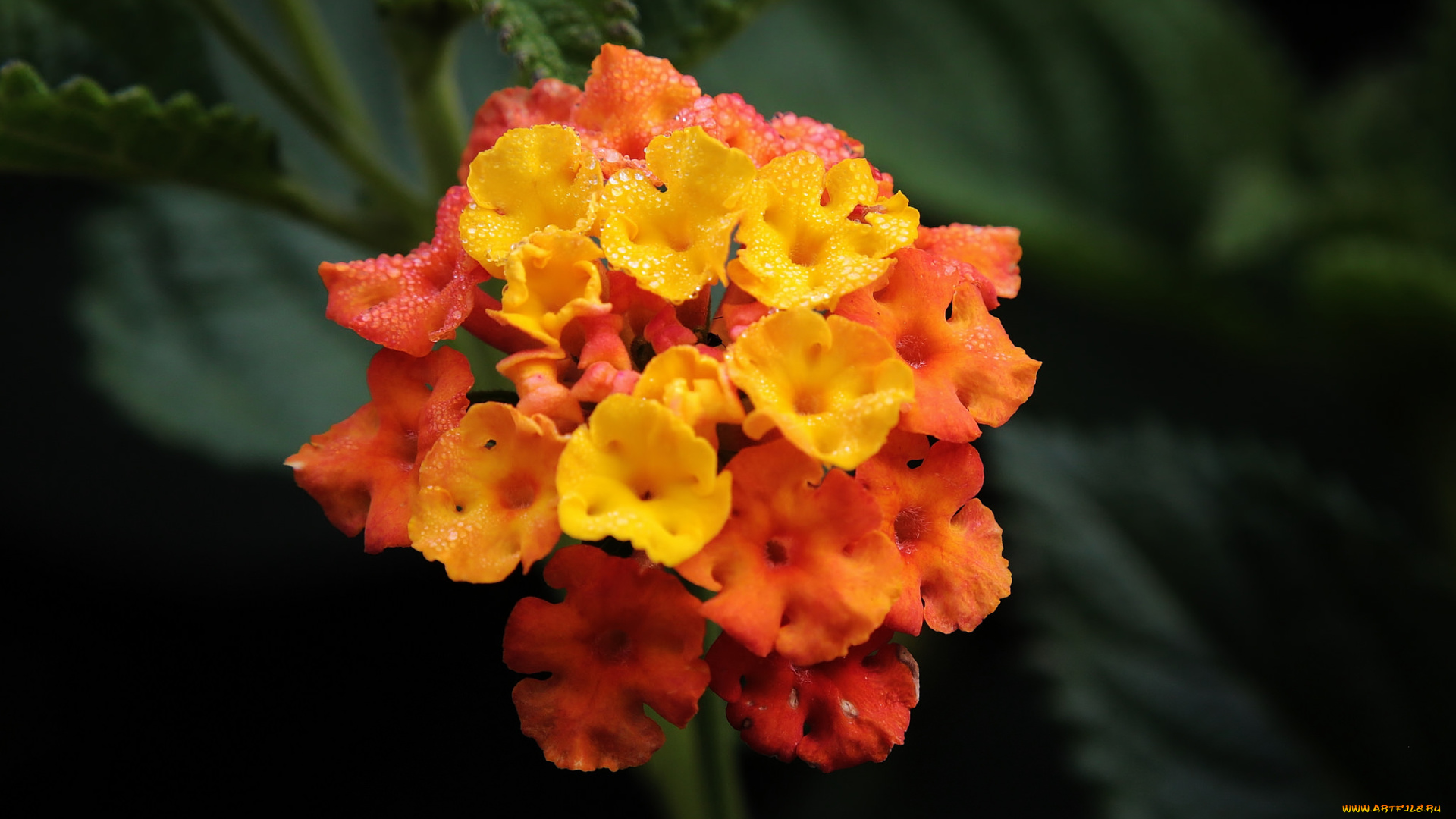 цветы, гортензия, макро, вода, капли, роса