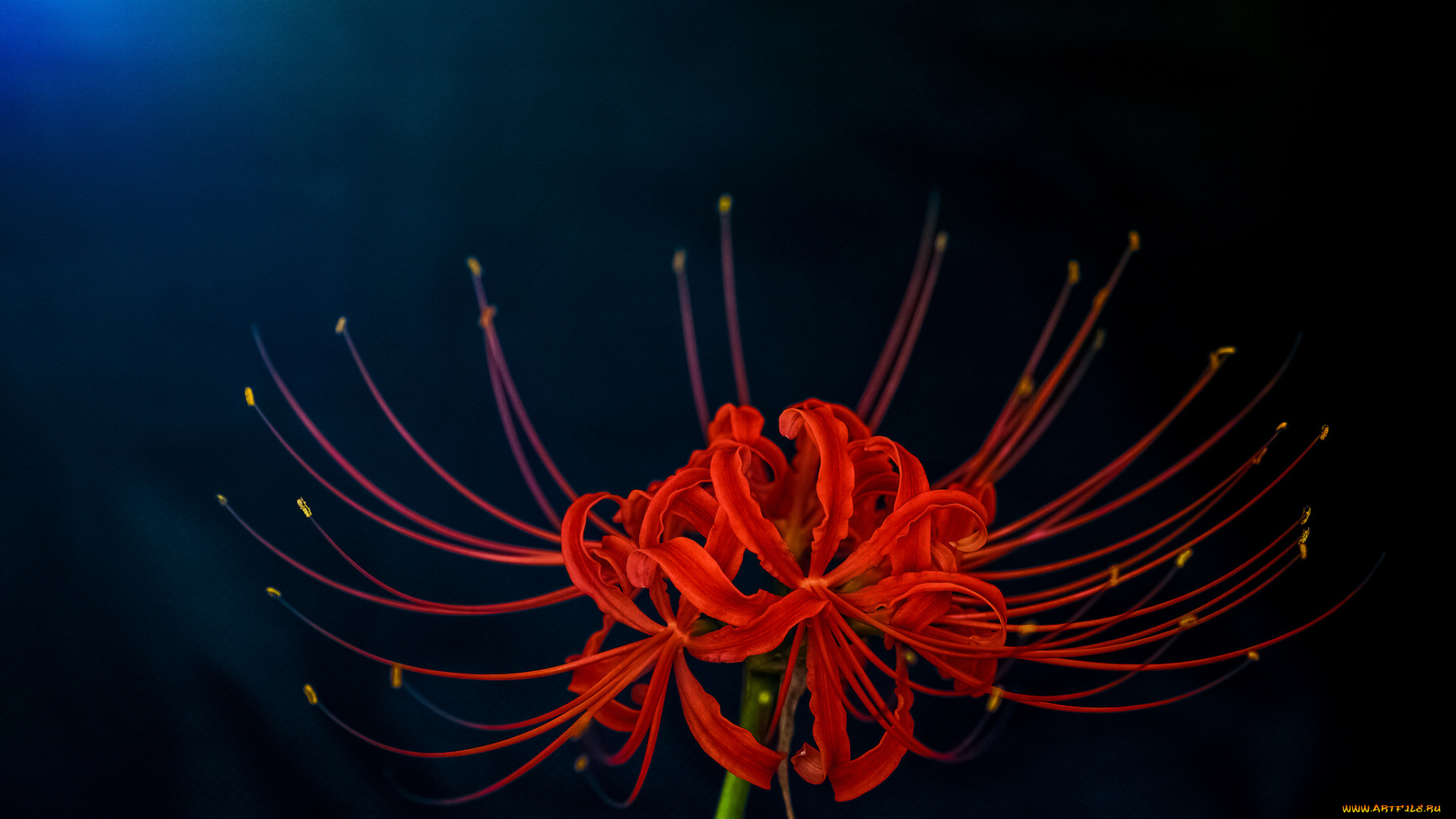 цветы, лилии, , лилейники, цветок, размытие, макро, фон